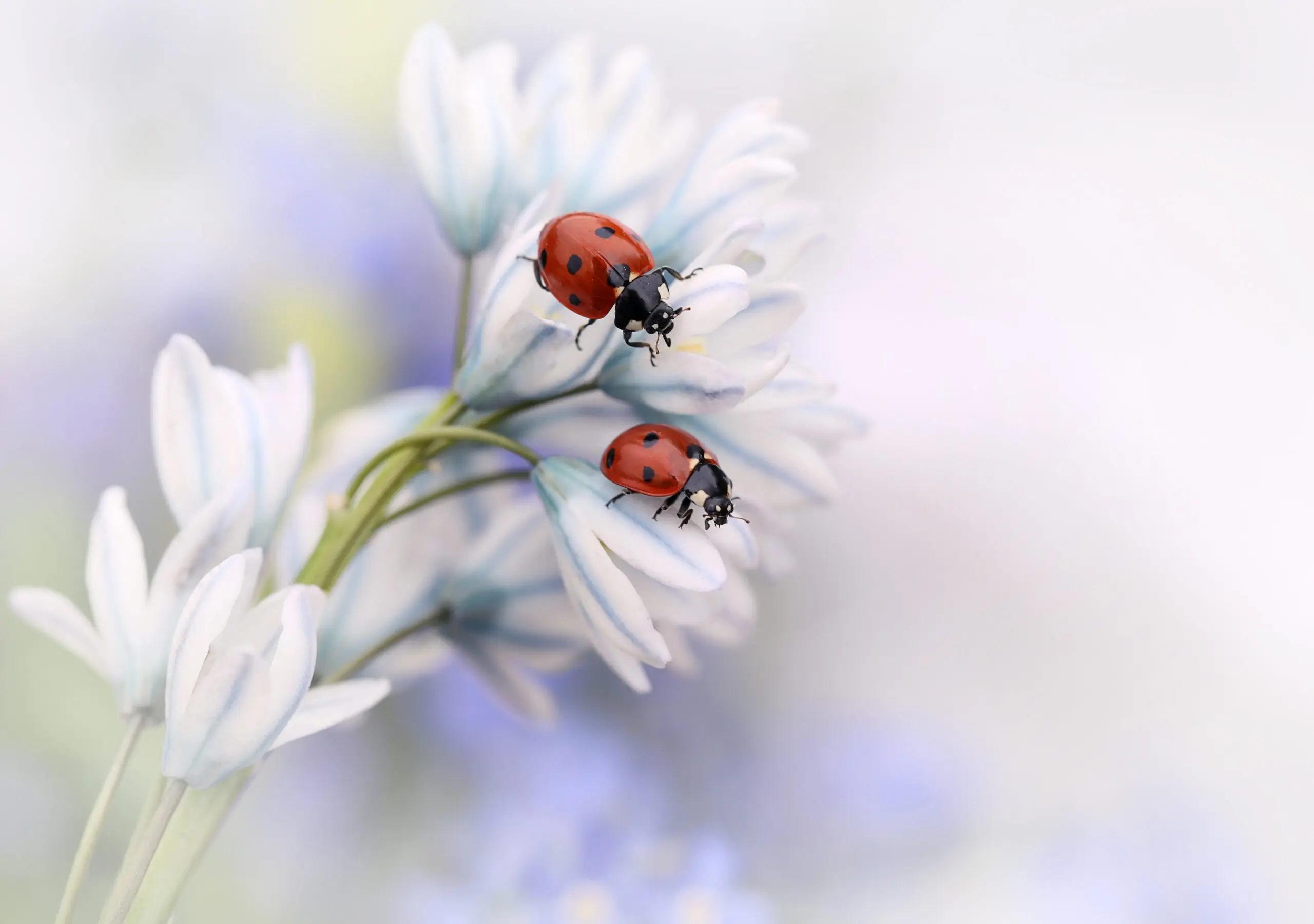 Wandbild (2937) Ladybirds präsentiert: Tiere,Natur