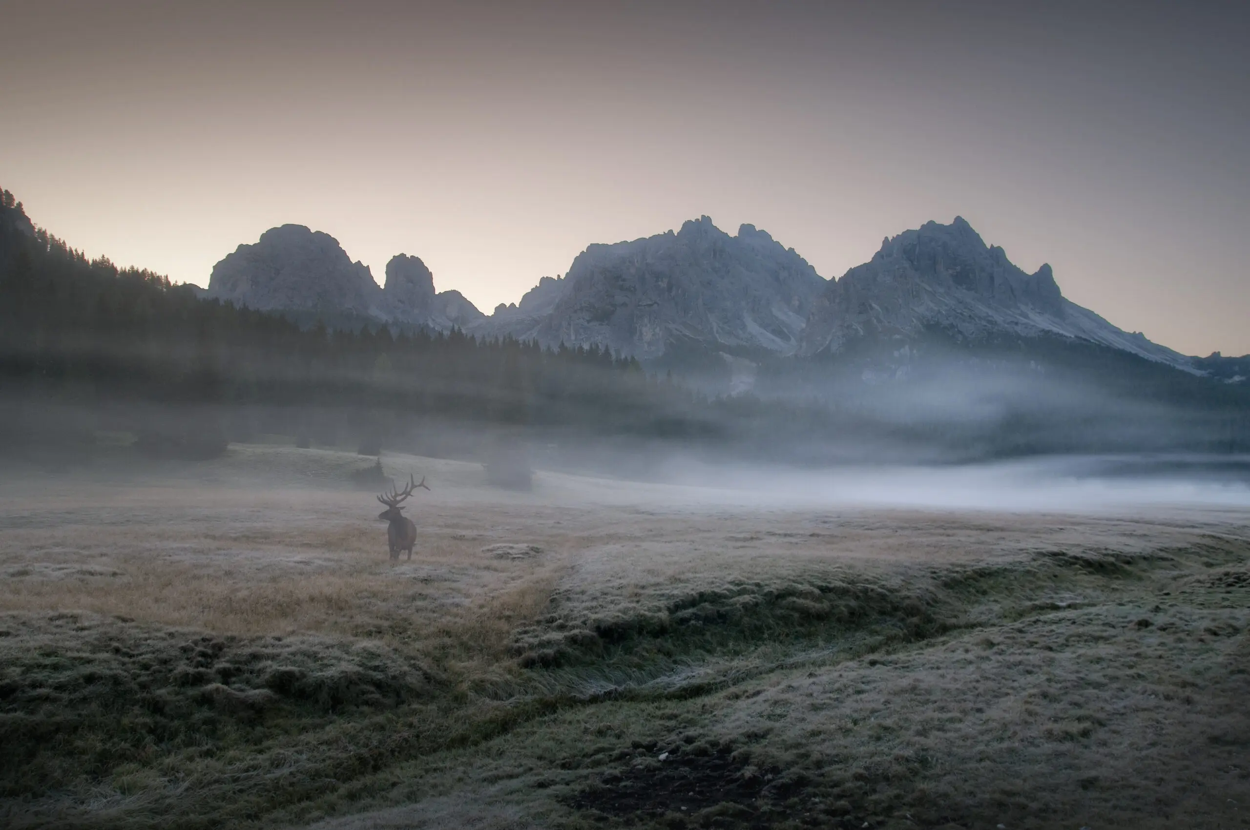 Wandbild (2953) Misty Morning präsentiert: Tiere,Landschaften,Berge,Wildtiere