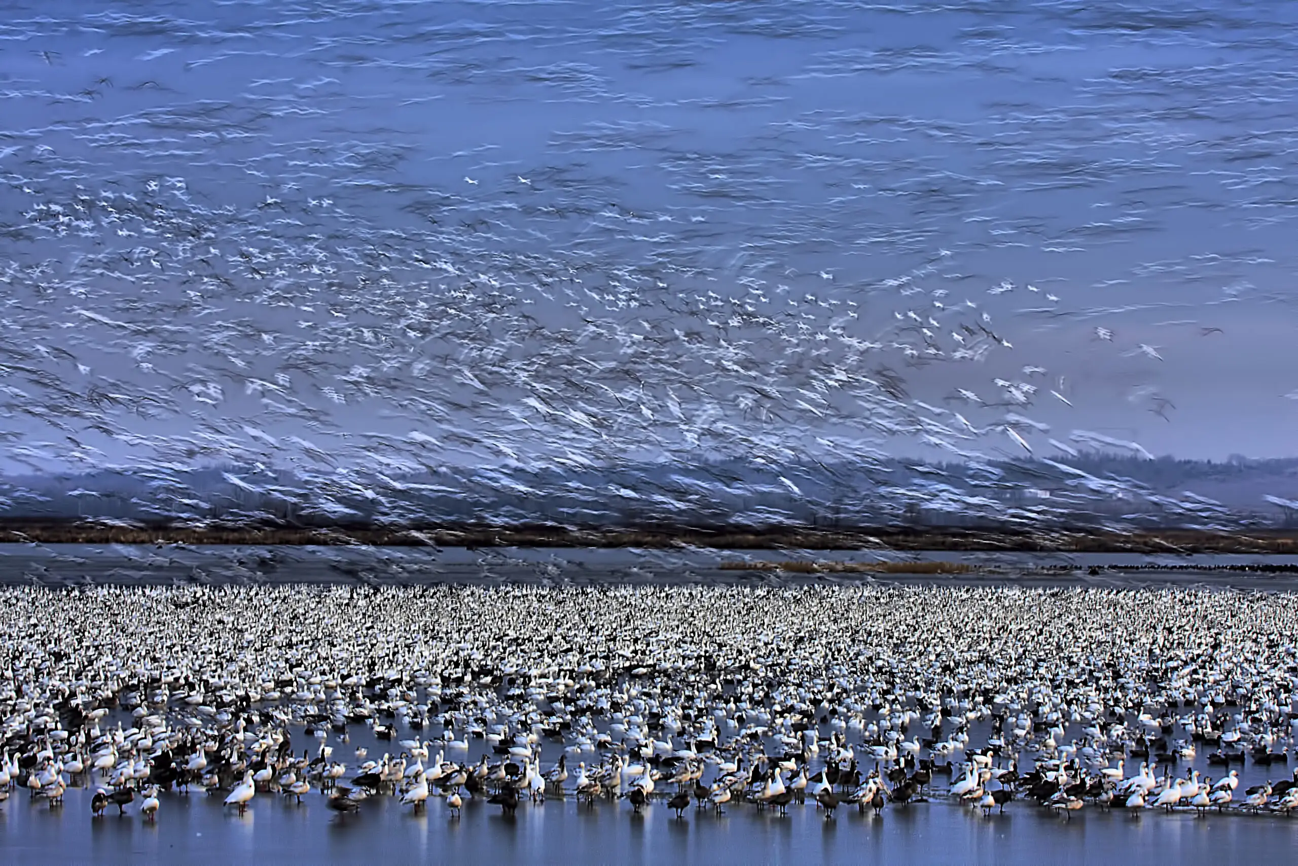 Wandbild (2994) Before Dawn – A Day of Snow Goose Migration präsentiert: Wasser,Tiere