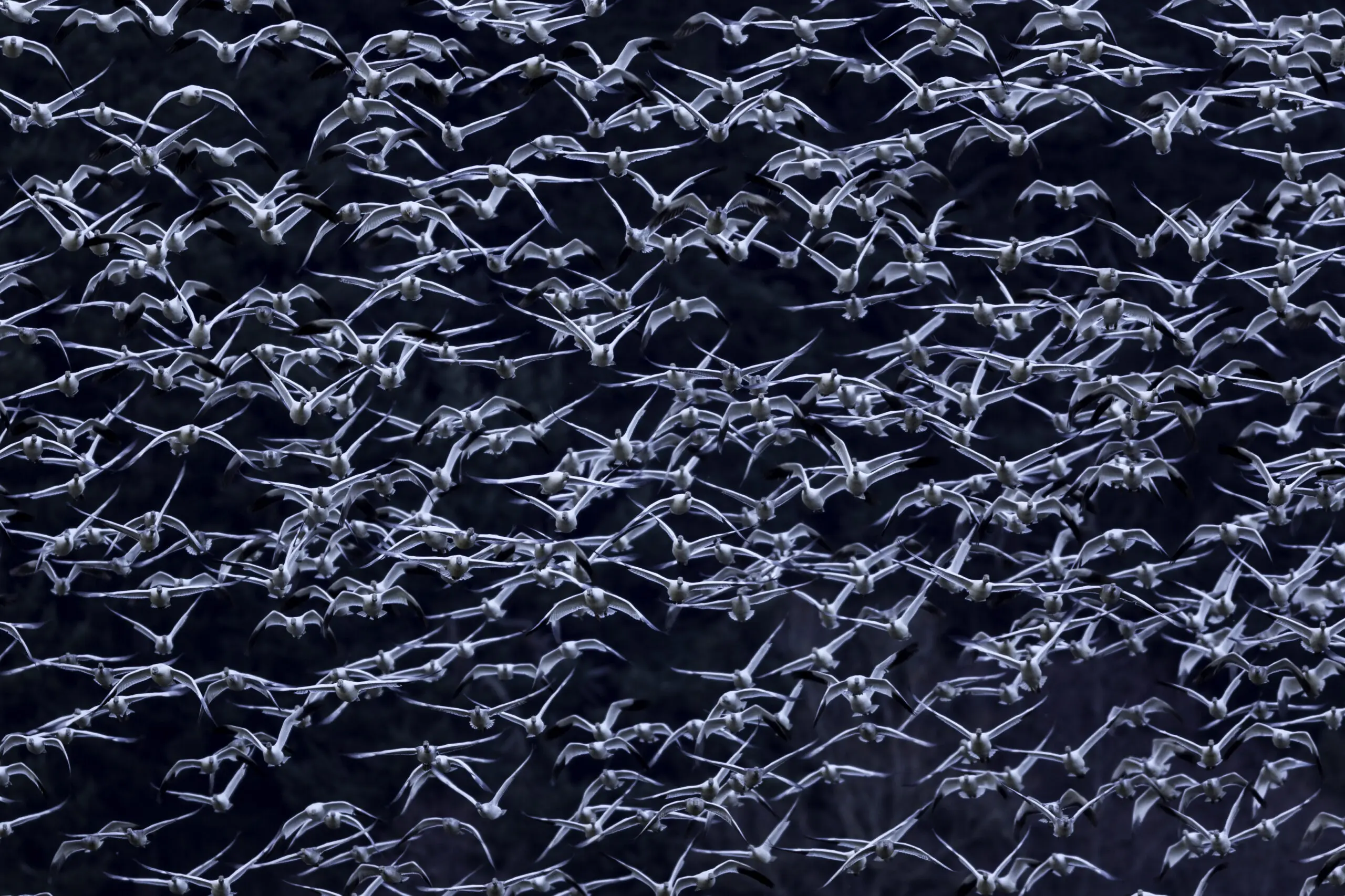 Wandbild (3000) Snow falling präsentiert: Tiere,Vögel