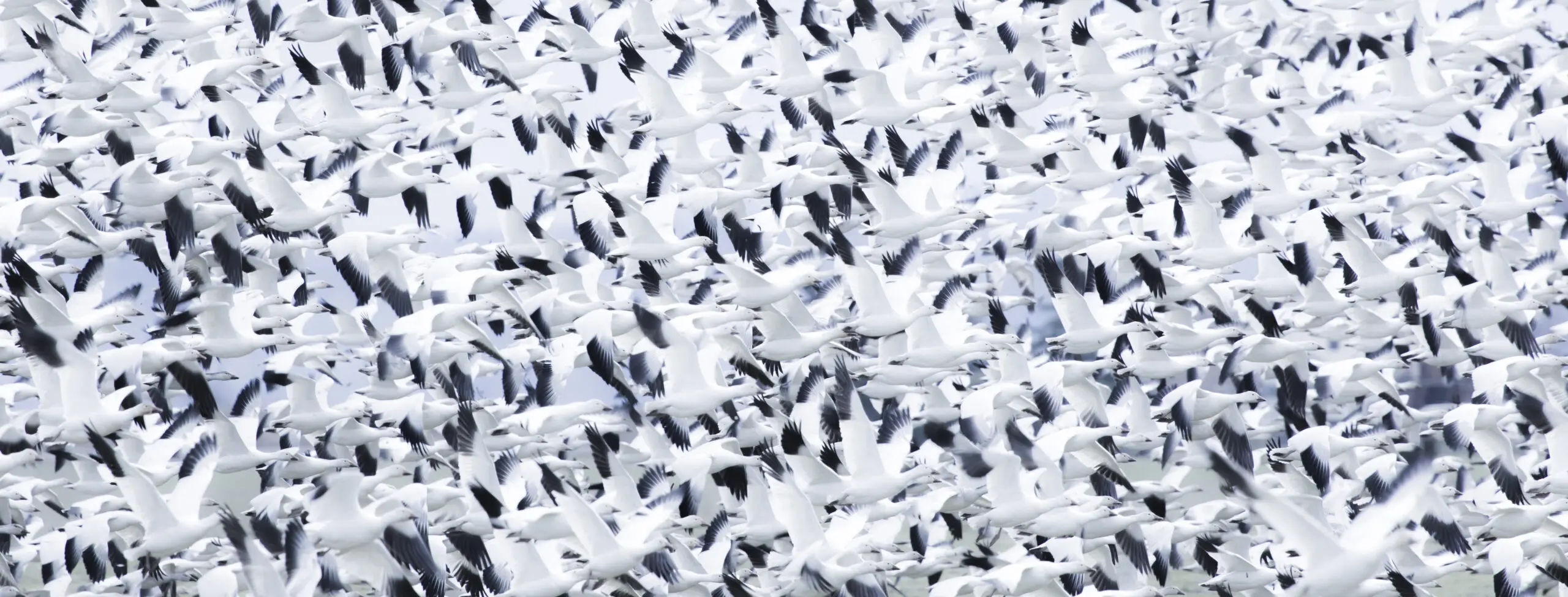 Wandbild (3001) Snowstorm präsentiert: Menschen,Tiere,Vögel