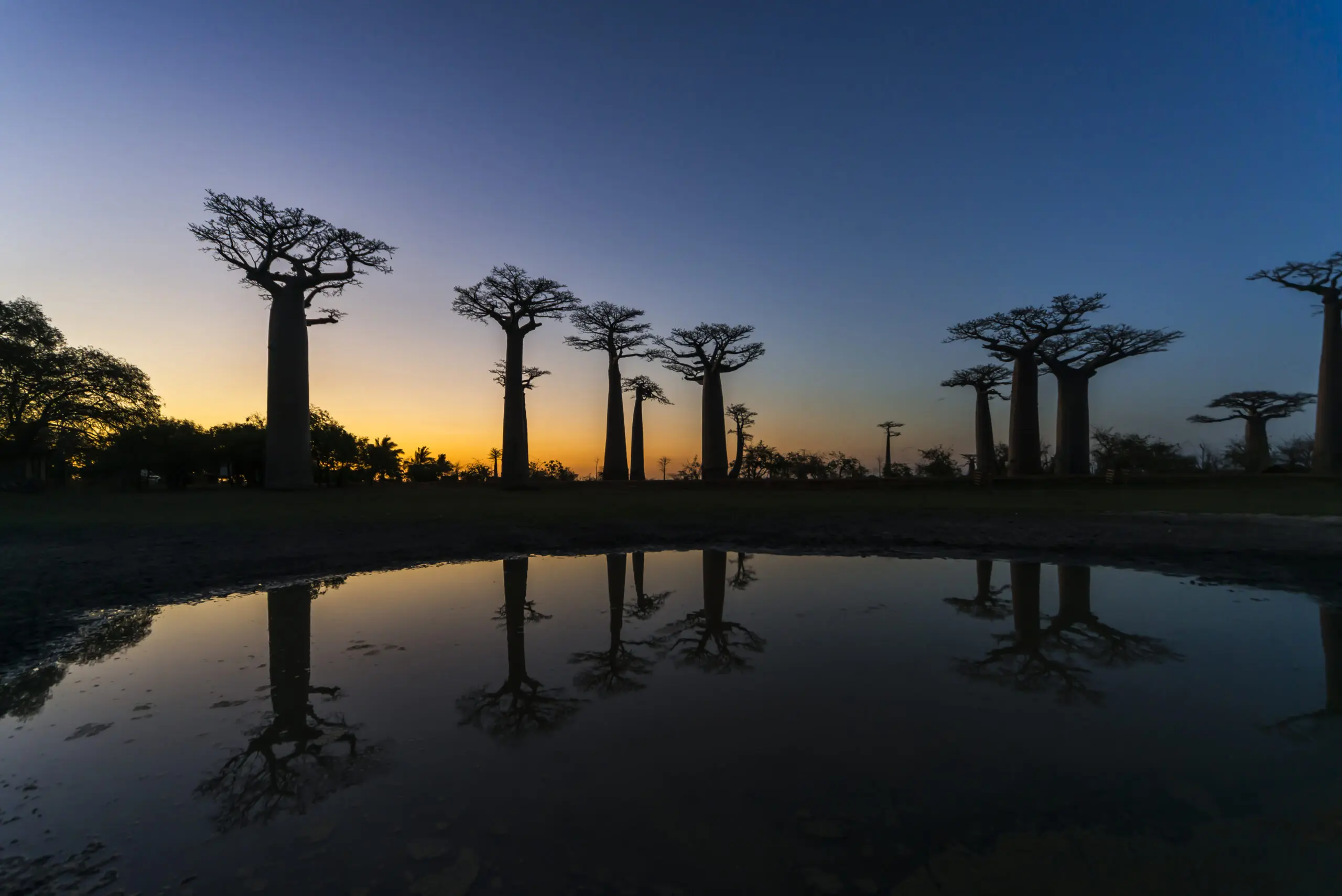 Wandbild (3037) Tree in a mirror präsentiert: Wasser,Natur,Landschaften,Bäume,Afrika