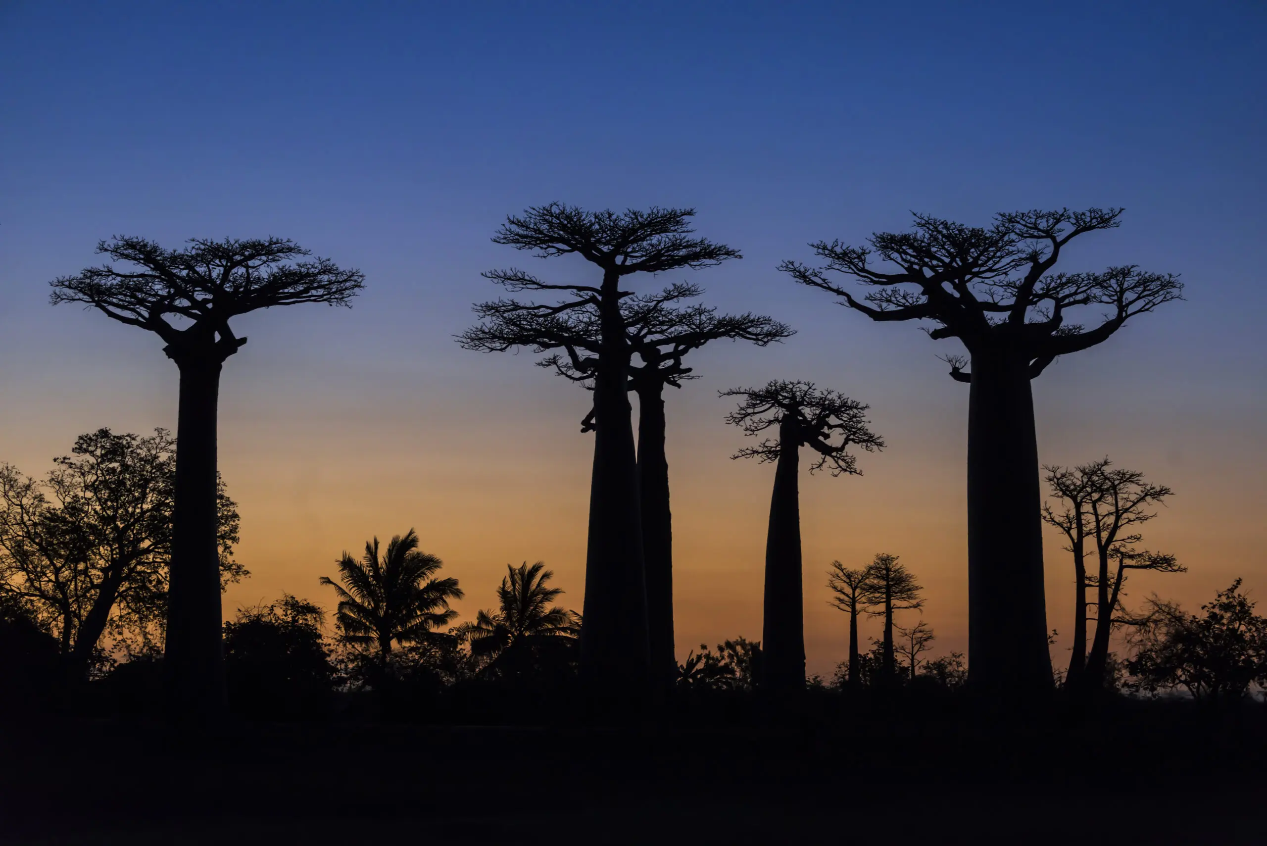 Wandbild (3035) Baobaballee 1 präsentiert: Natur,Landschaften,Bäume,Afrika