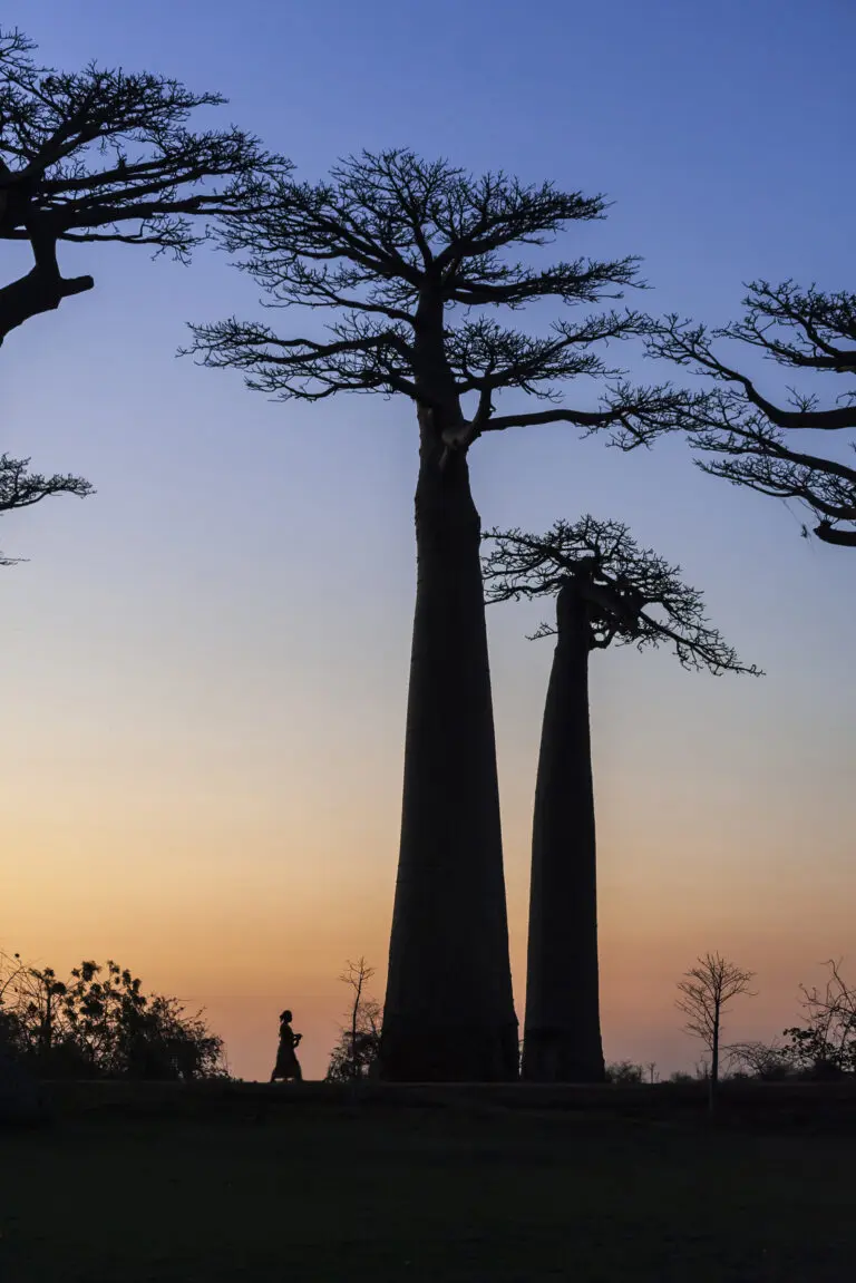 Walking on Baobaballee