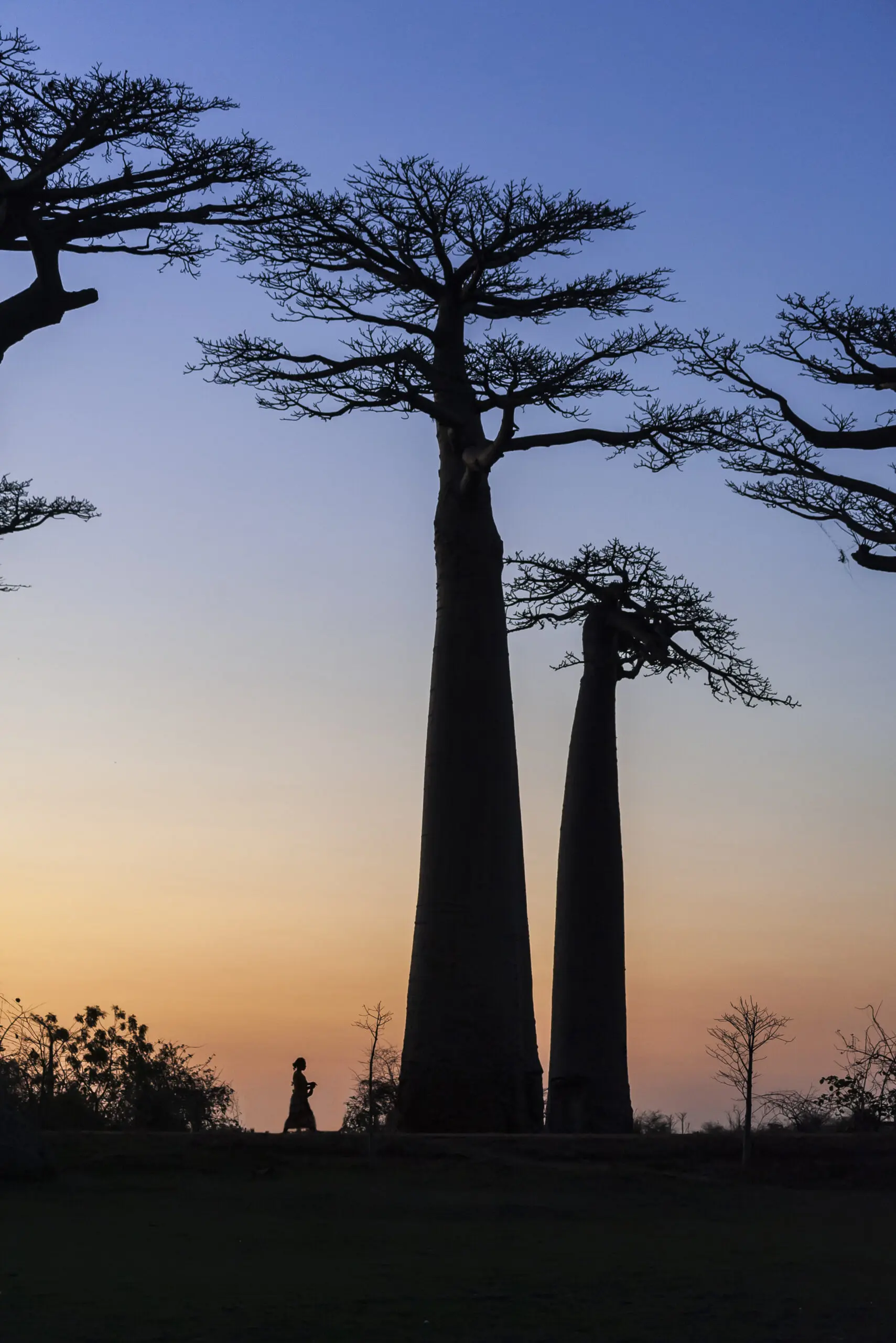 Wandbild (3034) Walking on Baobaballee präsentiert: Natur,Landschaften,Bäume,Wege,Afrika