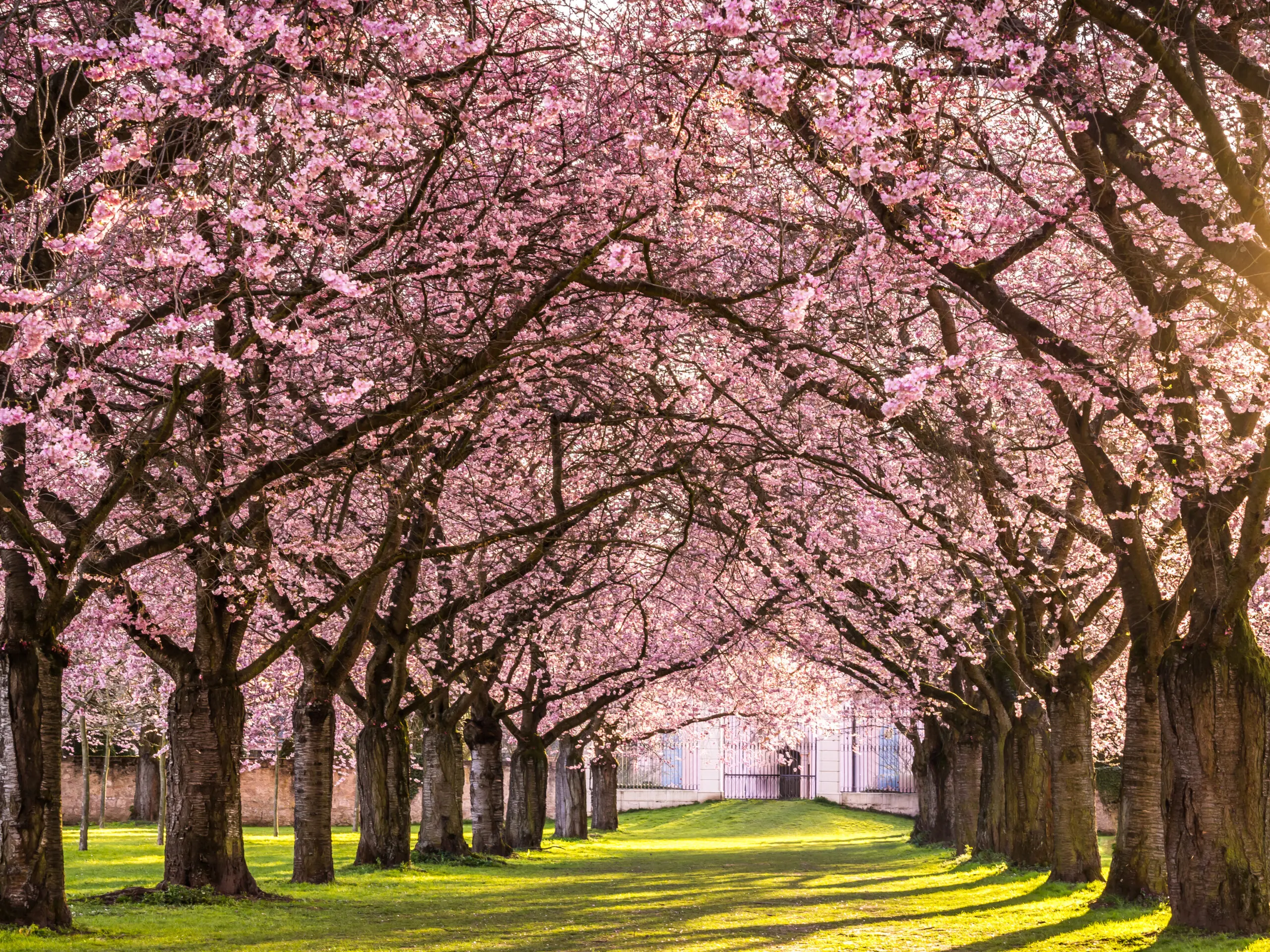 Wandbild (3045) Kirschblüte im Schwetzinger Schlossgarten präsentiert: Natur,Landschaften,Bäume,Blumen und Blüten,Parkanlagen und Gärten