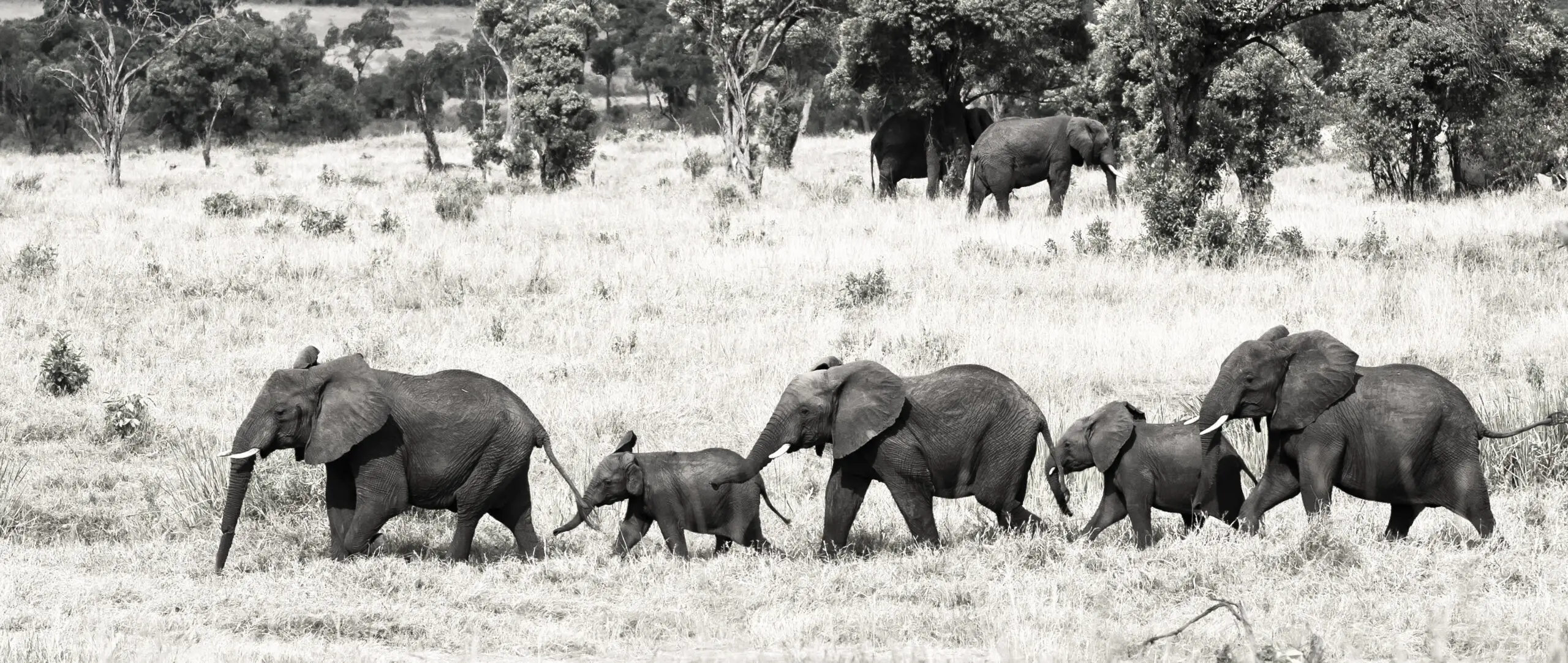 Wandbild (3594) Tenbo Family präsentiert: Tiere,Wildtiere,Aus Afrika