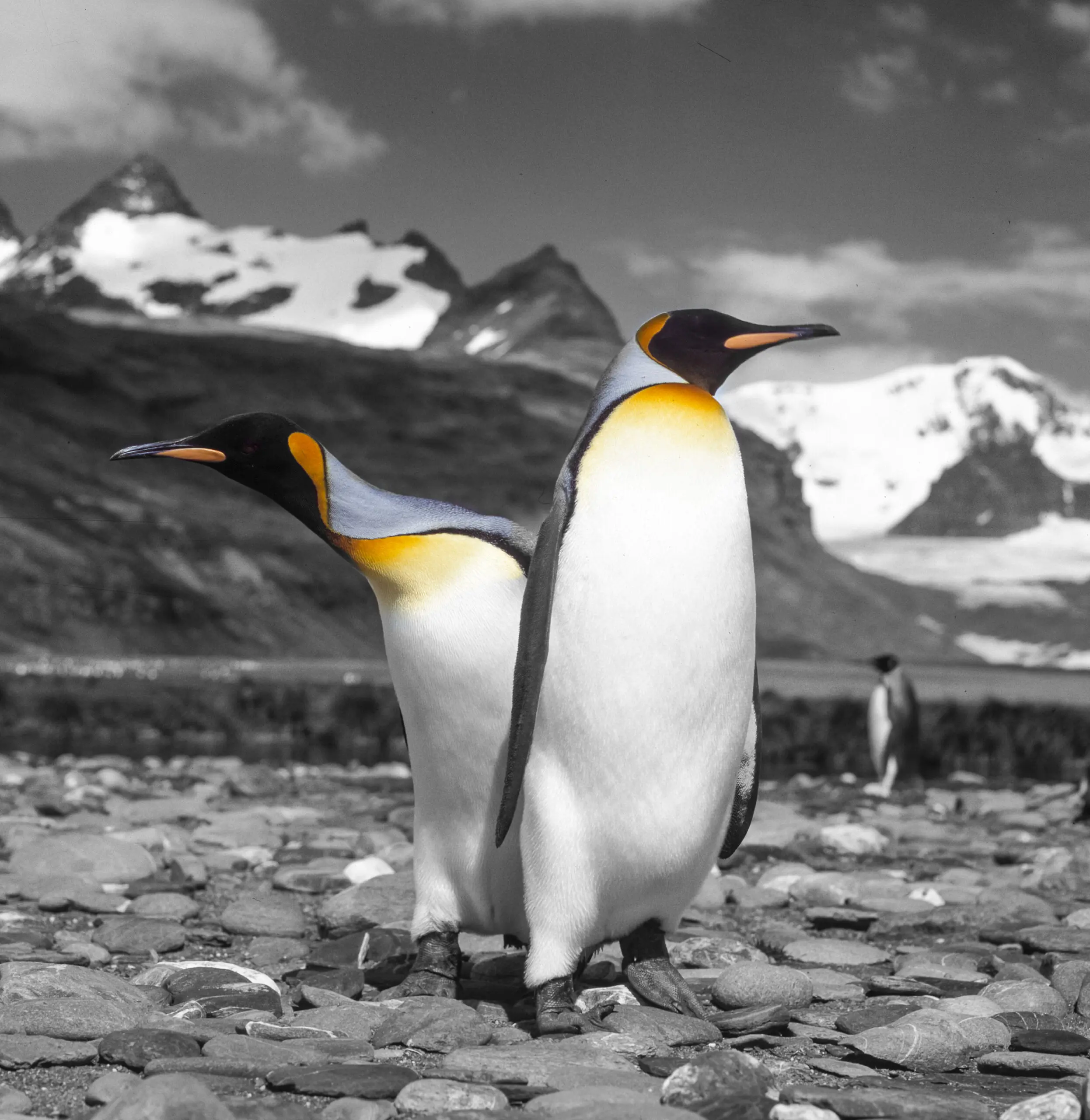 Wandbild (4453) Brautwalzer präsentiert: Natur,Pinguine