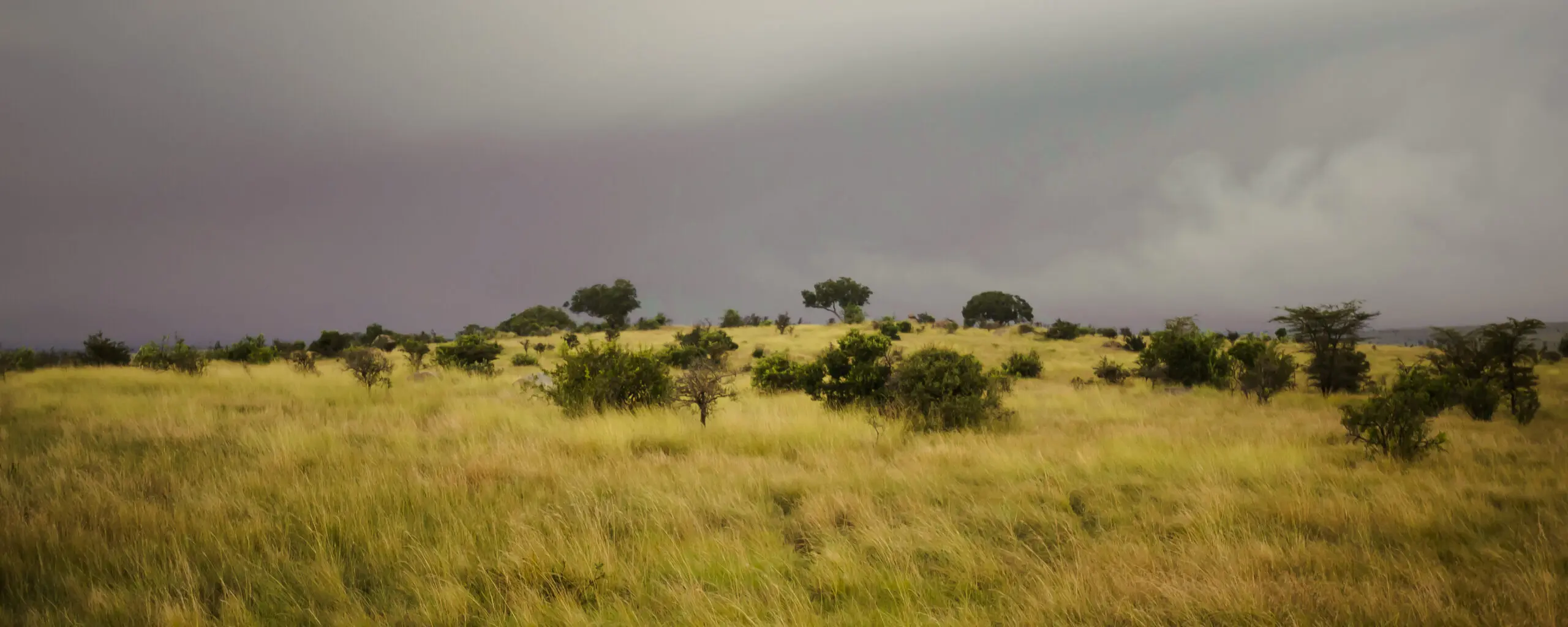 Wandbild (3265) Serengeti Plains präsentiert: Natur,Landschaften,Gräser,Afrika