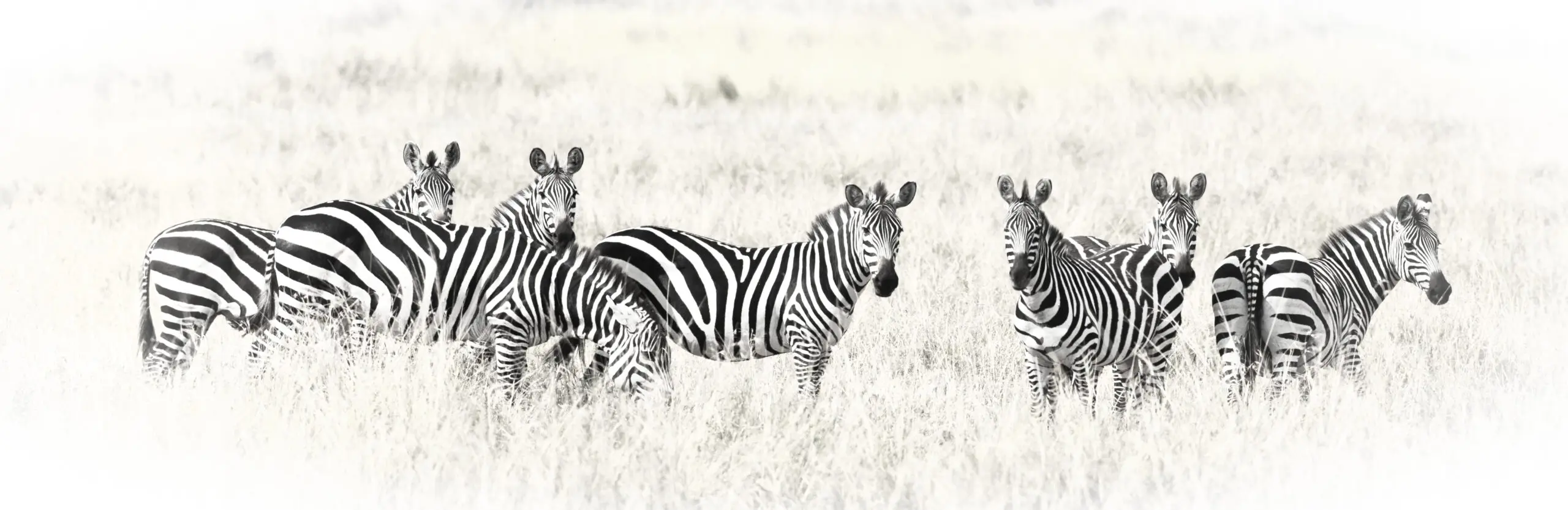 Wandbild (3148) Zebra Crossing präsentiert: Tiere,Natur,Landschaften,Afrika,Wildtiere,Aus Afrika,Pferde