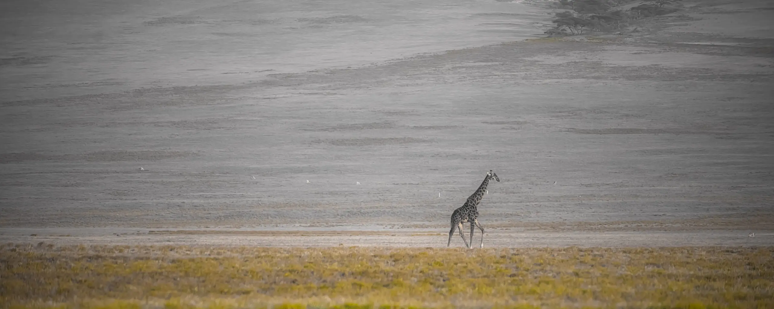 Wandbild (3216) Serengeti Soul präsentiert: Tiere,Natur,Landschaften,Afrika,Sonstige,Wildtiere,Aus Afrika