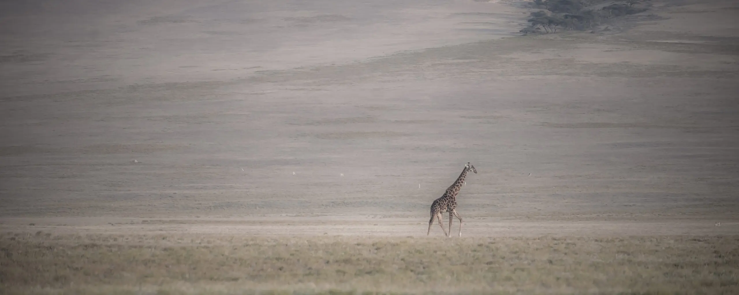 Wandbild (3170) Lonely Giraffe präsentiert: Tiere,Natur,Landschaften,Afrika,Sonstige Tiere,Wildtiere,Aus Afrika