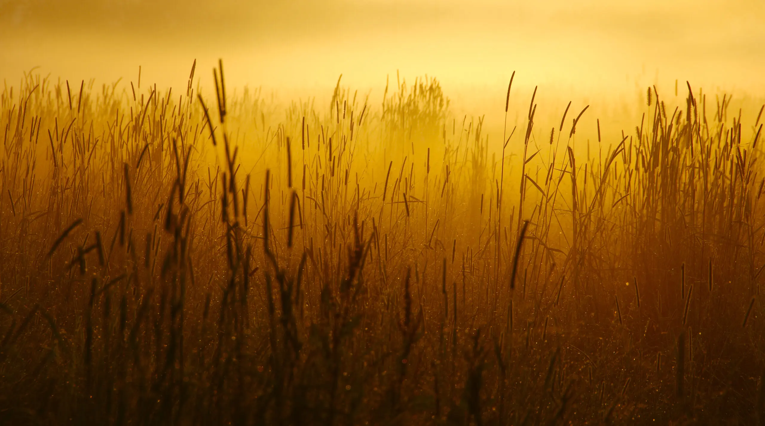 Wandbild (3154) Mist präsentiert: Natur,Landschaften,Gräser,Sommer,Frühling,Herbst