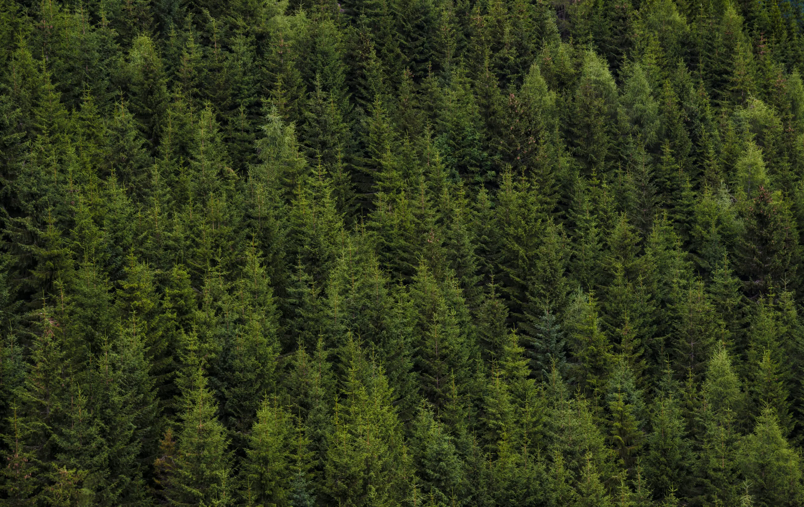 Wandbild (3229) Pur Wald präsentiert: Zen & Wellness,Natur,Landschaften,Bäume