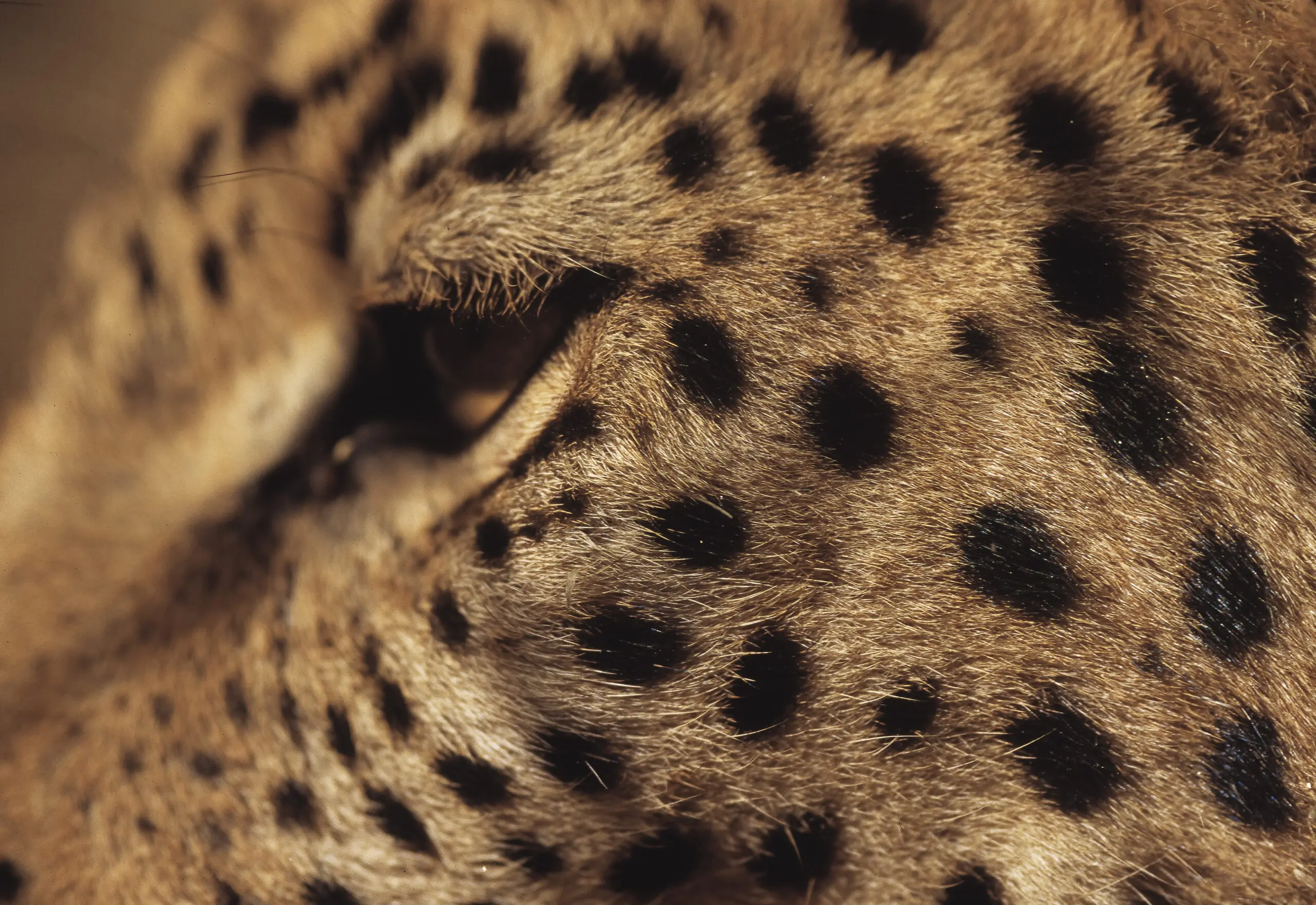 Wandbild (3242) Leopard Eye präsentiert: Tiere,Natur