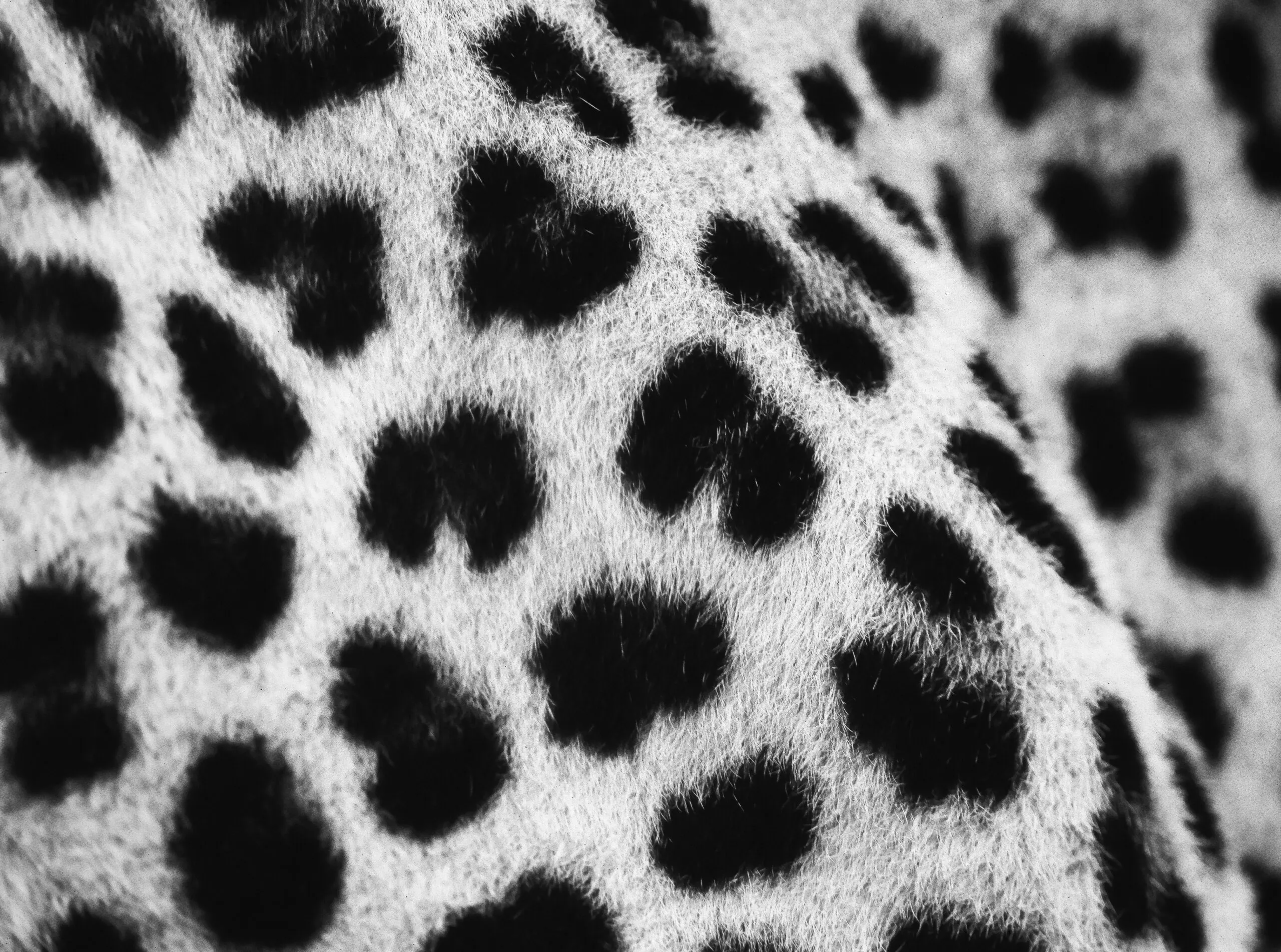 Wandbild (3245) Leopard B&W präsentiert: Details und Strukturen,Tiere,Aus Afrika