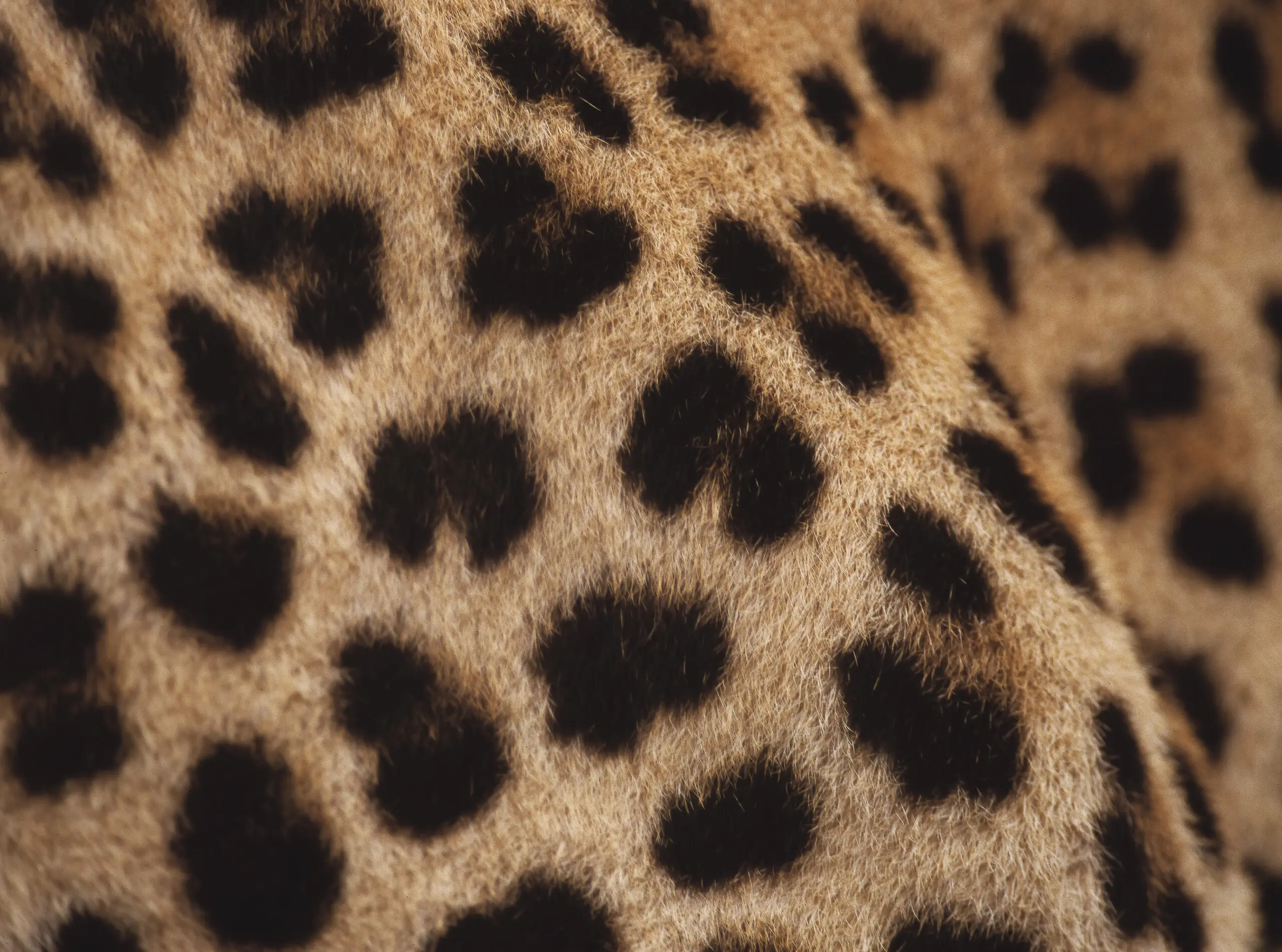 Wandbild (3244) Leopard präsentiert: Details und Strukturen,Tiere,Wildtiere,Aus Afrika,Tiere