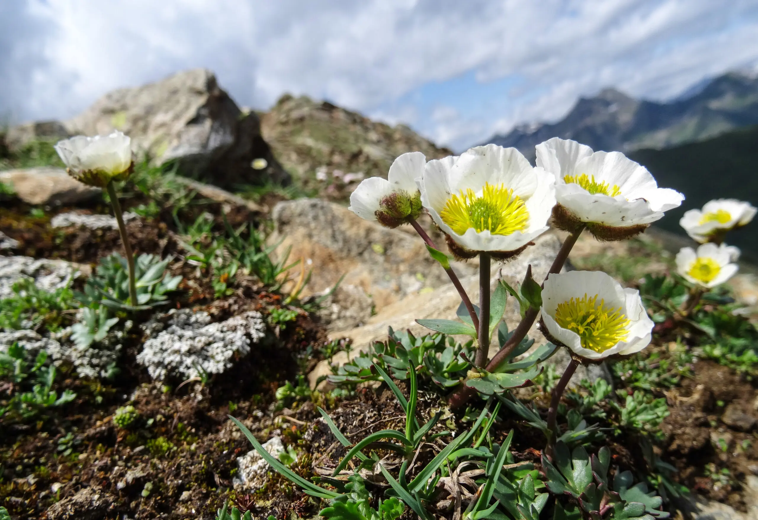 Wandbild (3347) Bergblumen präsentiert: Natur,Landschaften,Berge