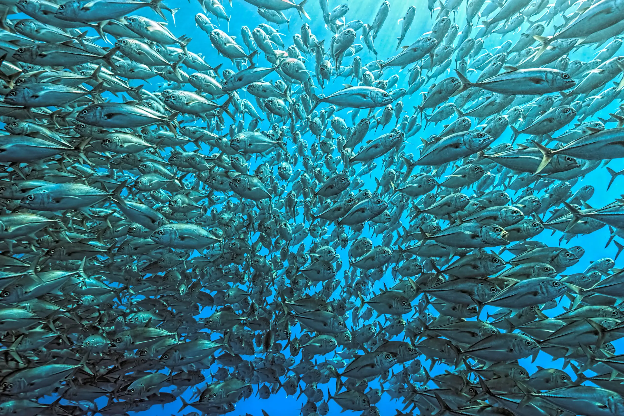 Wandbild (3355) Splitted school of Jackfish präsentiert: Wasser,Tiere,Fische,Meere,Unterwasser