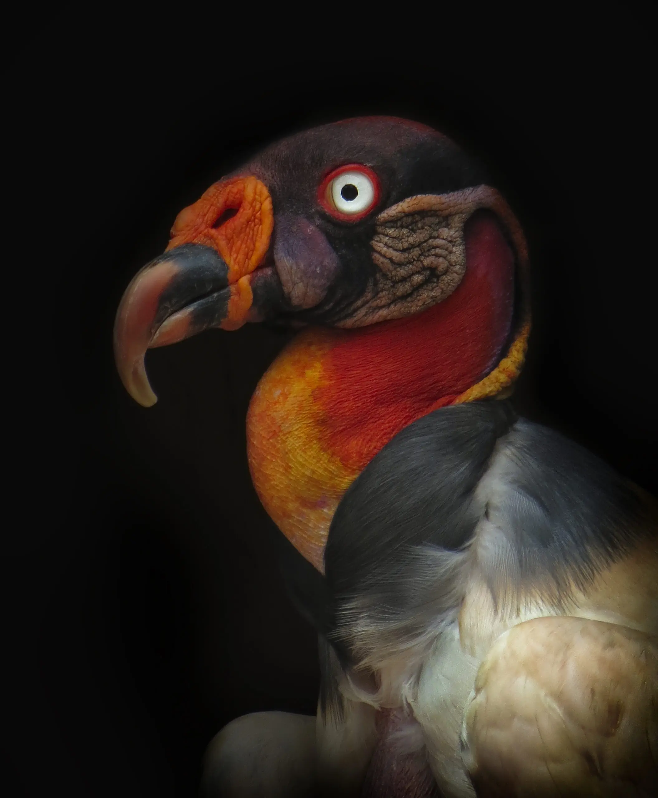 Wandbild (3366) King vulture-Sarcoramphus papa präsentiert: Tiere,Vögel