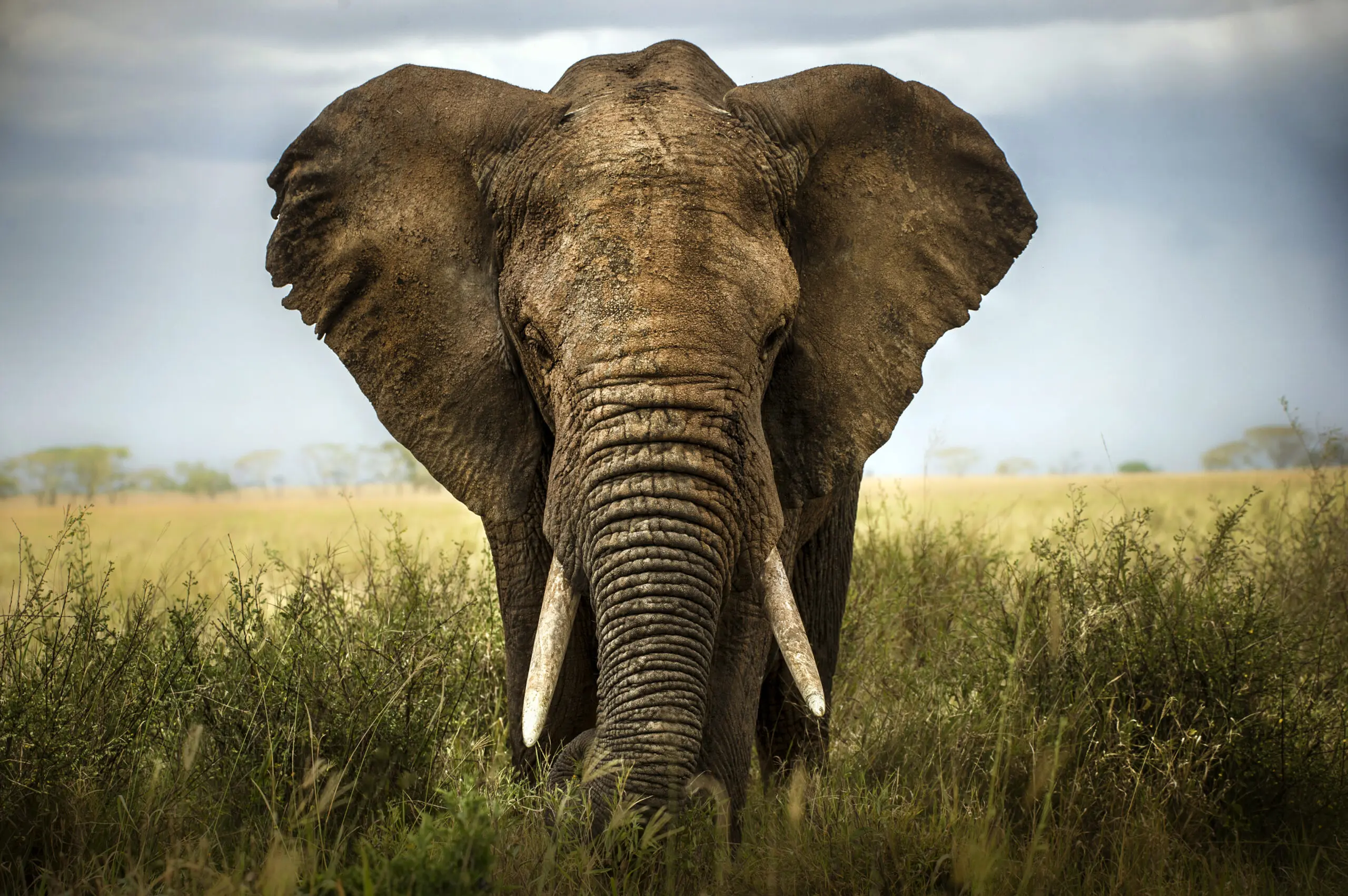Wandbild (3368) Encounters in Serengeti präsentiert: Tiere,Aus Afrika