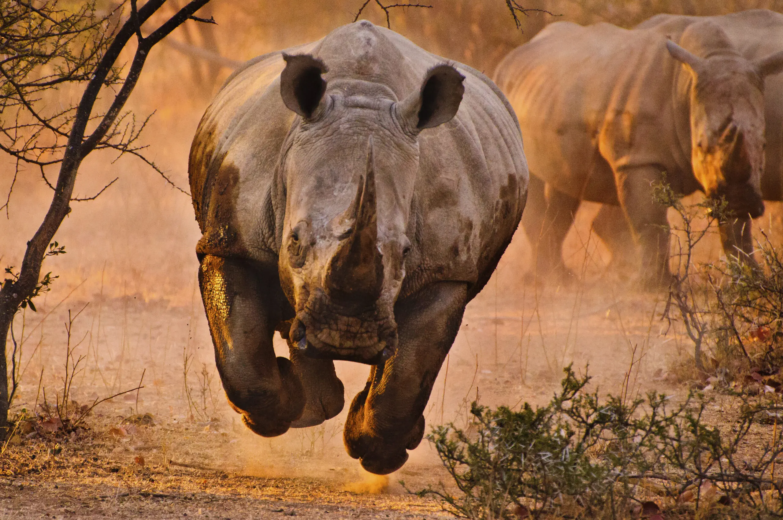 Wandbild (3371) Rhino learning to fly präsentiert: Tiere,Wildtiere,Aus Afrika
