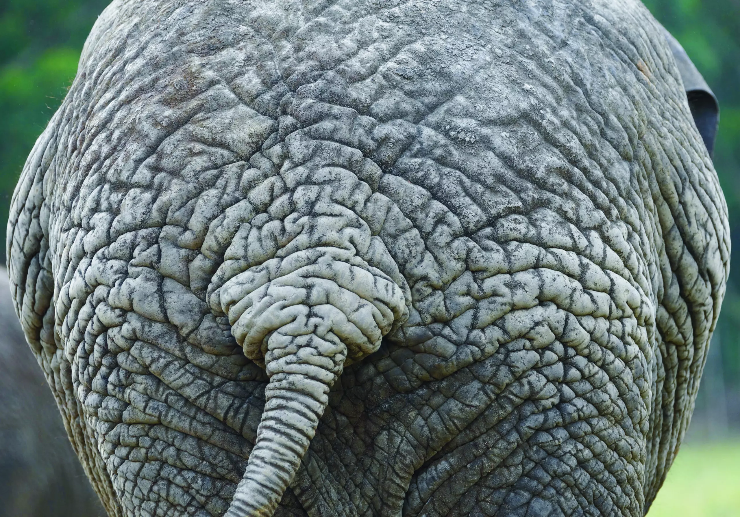 Wandbild (3465) Elephant 9 präsentiert: Tiere,Aus Afrika