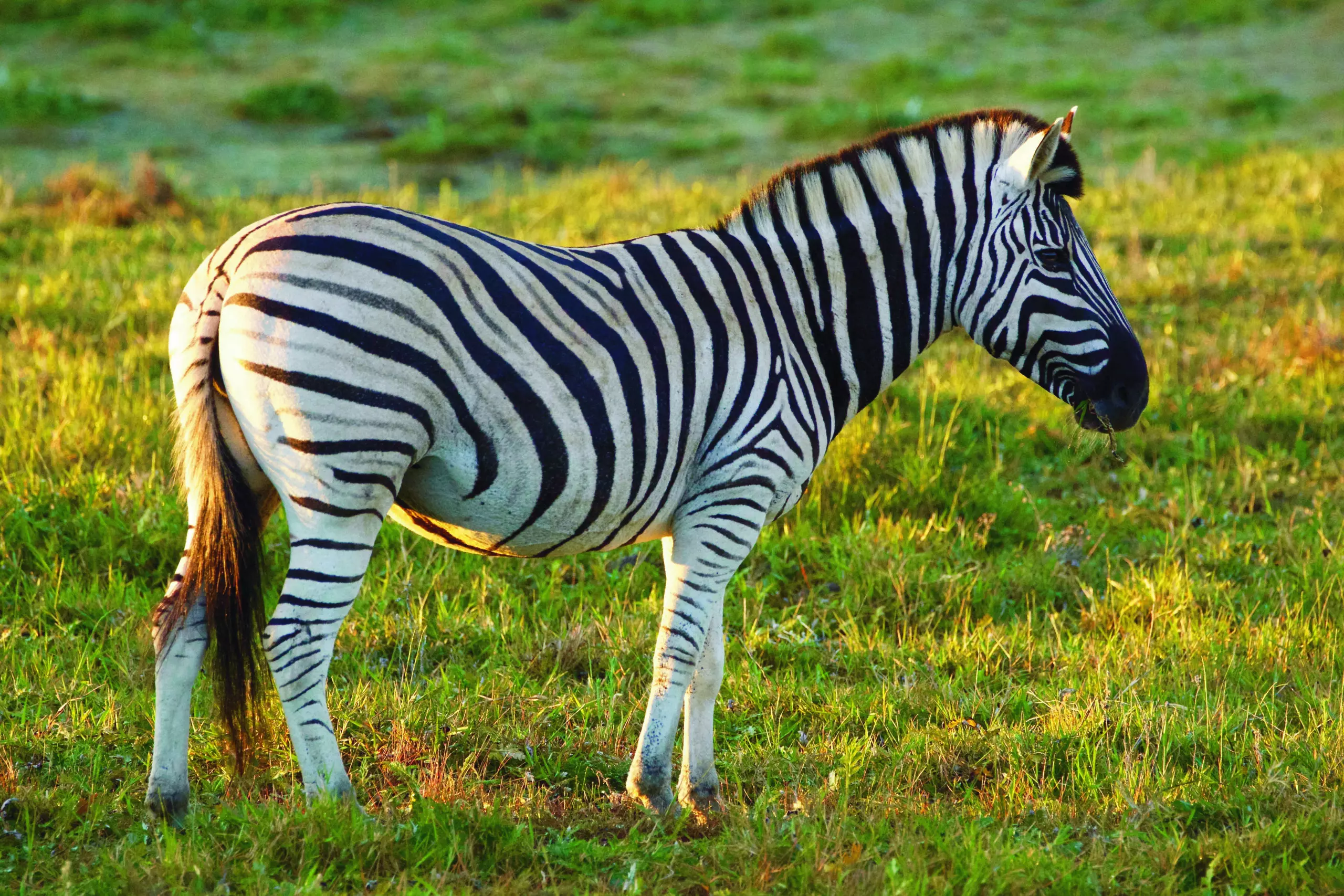 Wandbild (3464) Zebra 4 präsentiert: Tiere,Wildtiere,Aus Afrika