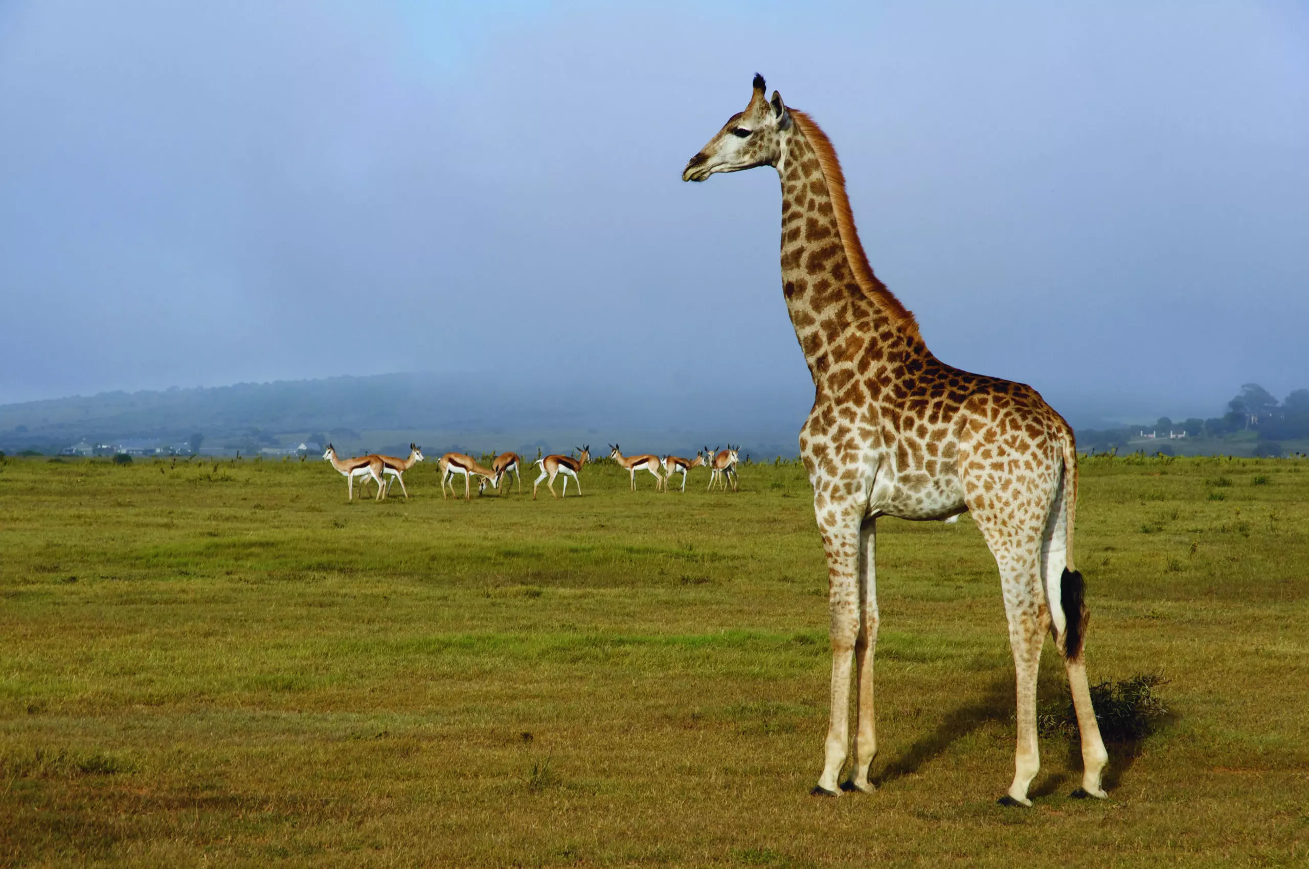 Wandbild (3460) Giraffen 3 präsentiert: Tiere,Wildtiere,Aus Afrika