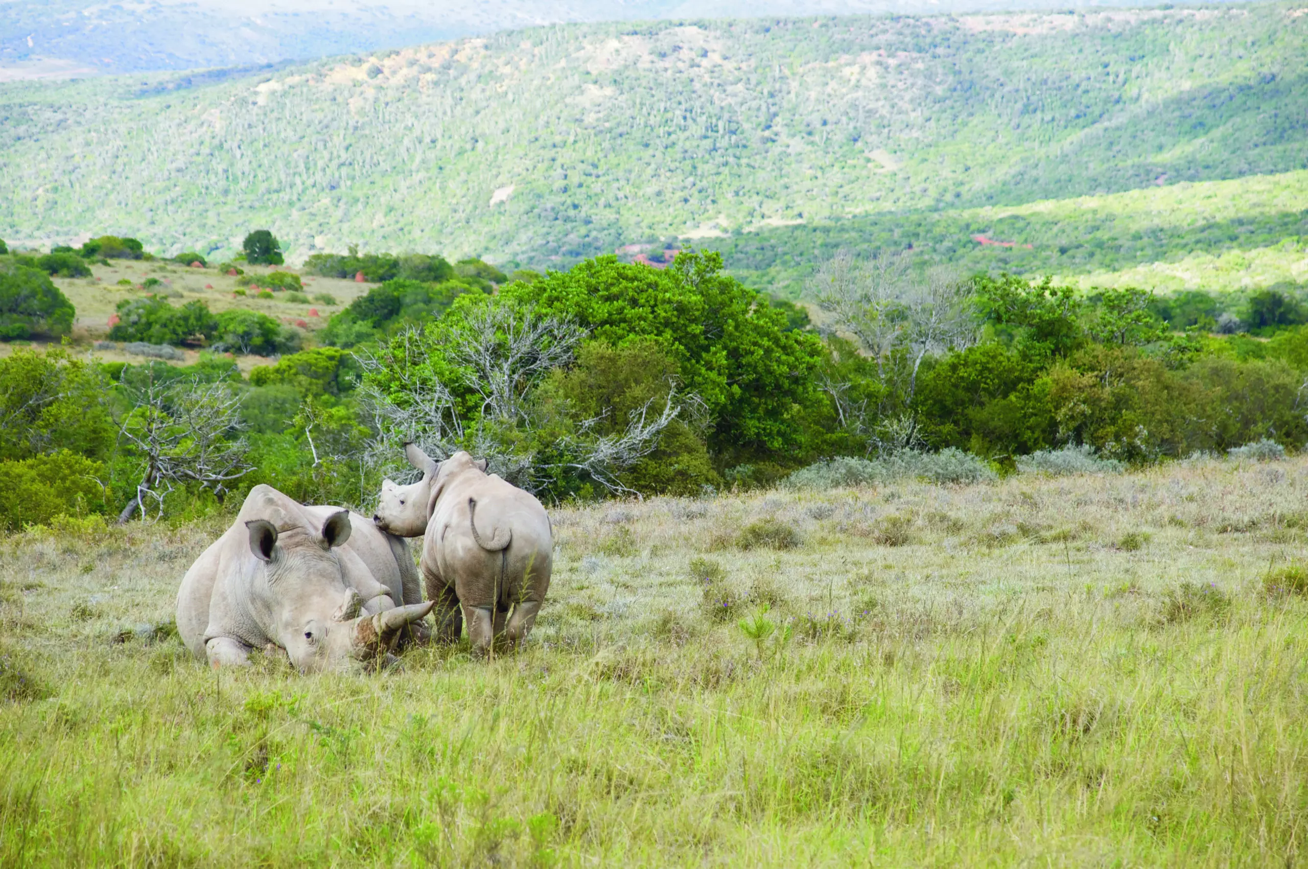 Wandbild (3456) Rhino 3 präsentiert: Tiere,Aus Afrika