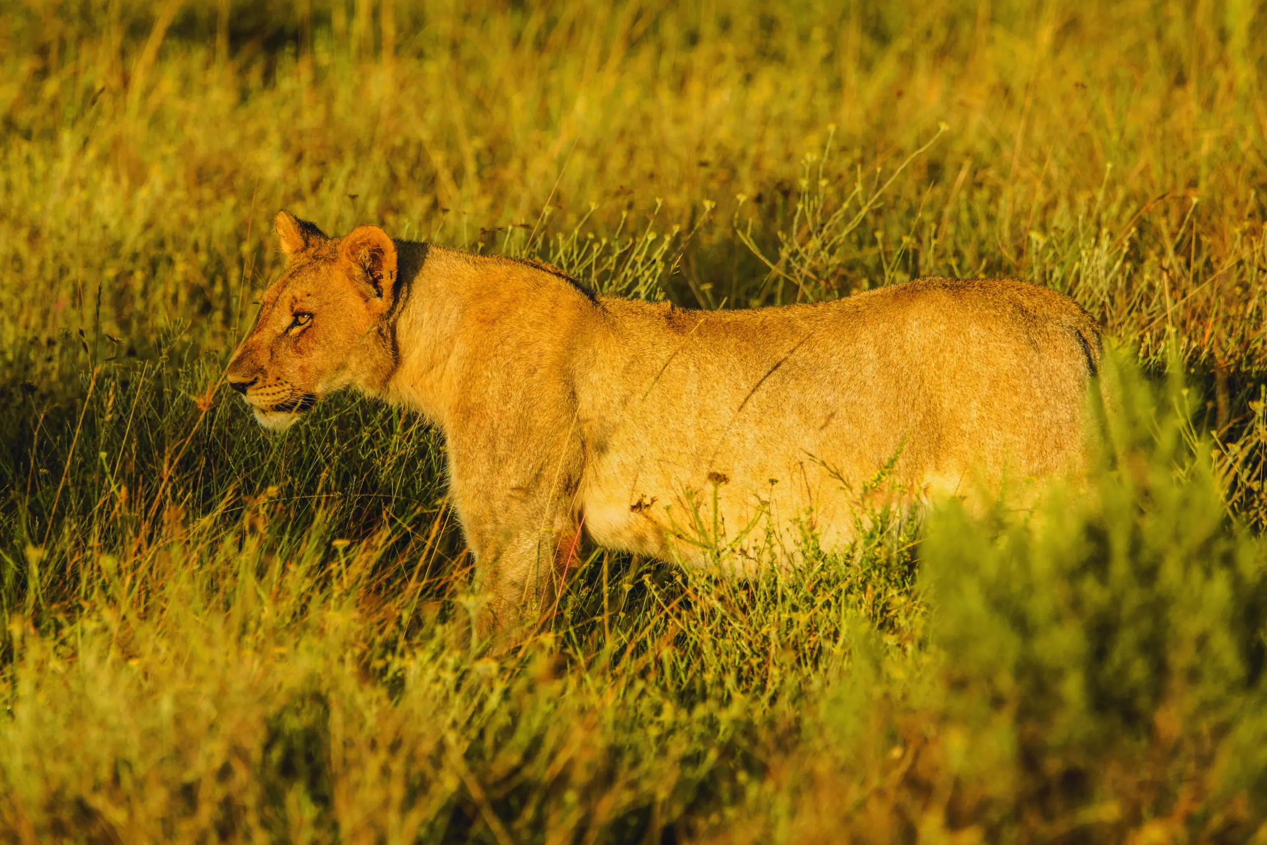 Wandbild (3457) Löwe 7 präsentiert: Tiere,Aus Afrika
