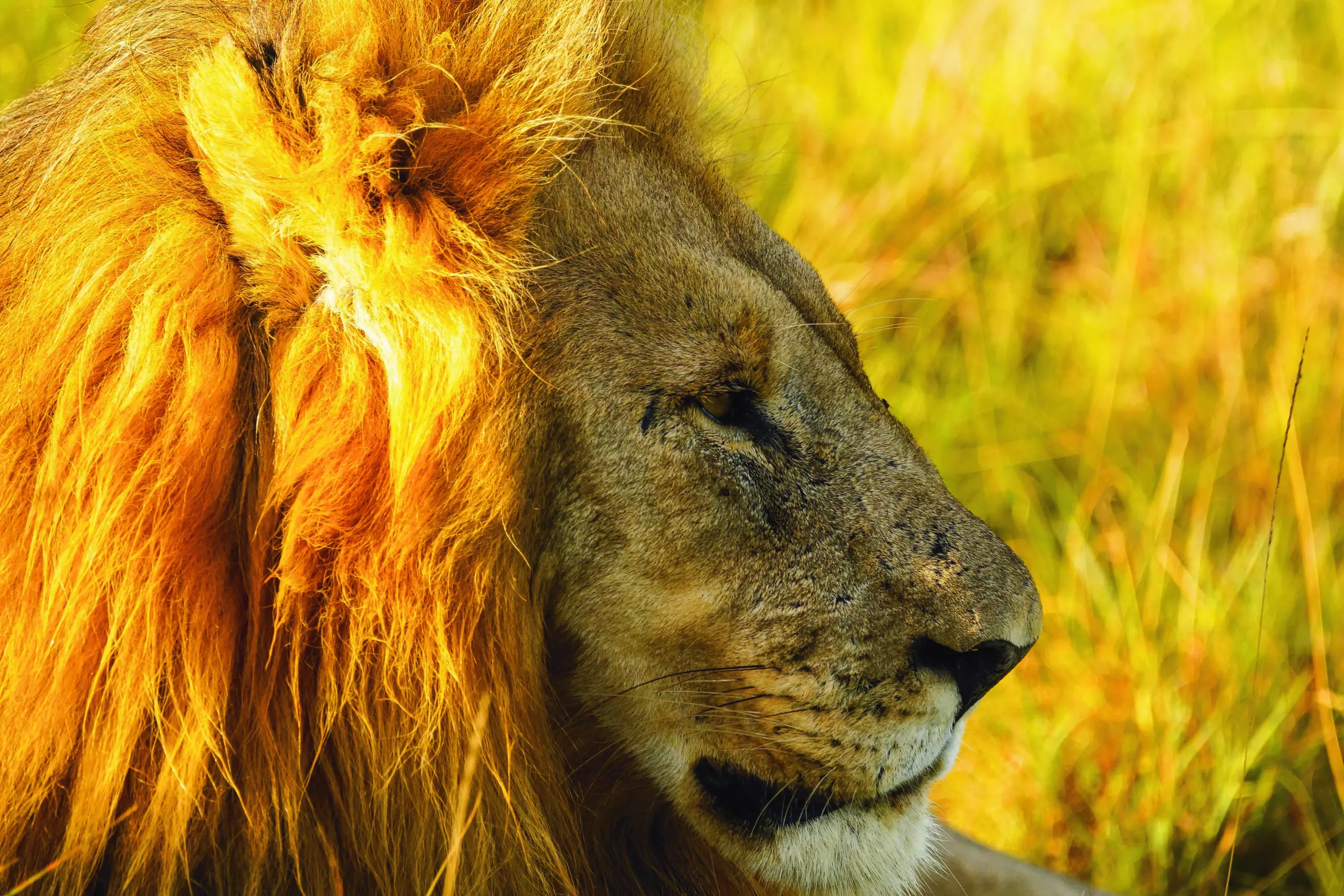 Wandbild (3455) Löwe 6 präsentiert: Tiere,Wildtiere,Aus Afrika
