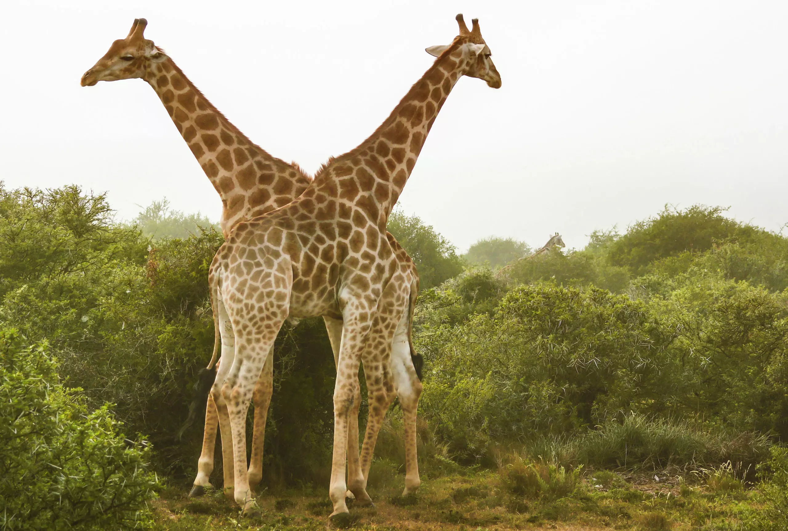 Wandbild (3451) Giraffen 2 präsentiert: Tiere,Aus Afrika