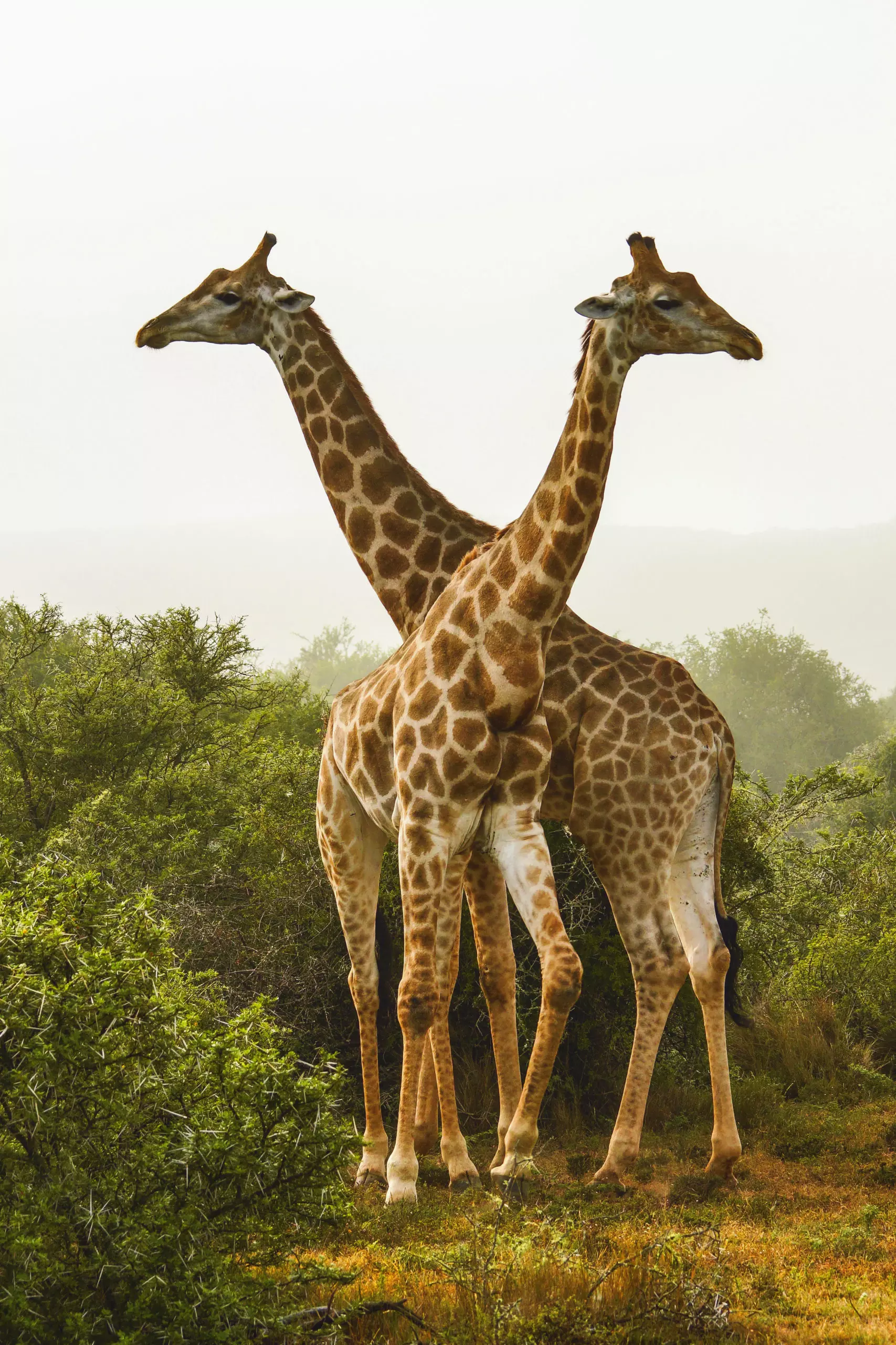 Wandbild (3450) Giraffen 2 präsentiert: Tiere,Wildtiere,Aus Afrika