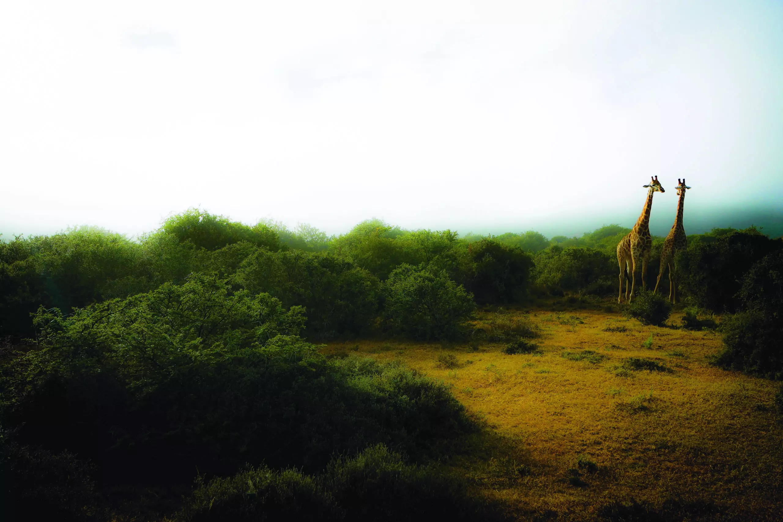 Wandbild (3449) Giraffen 1 präsentiert: Tiere,Wildtiere,Aus Afrika