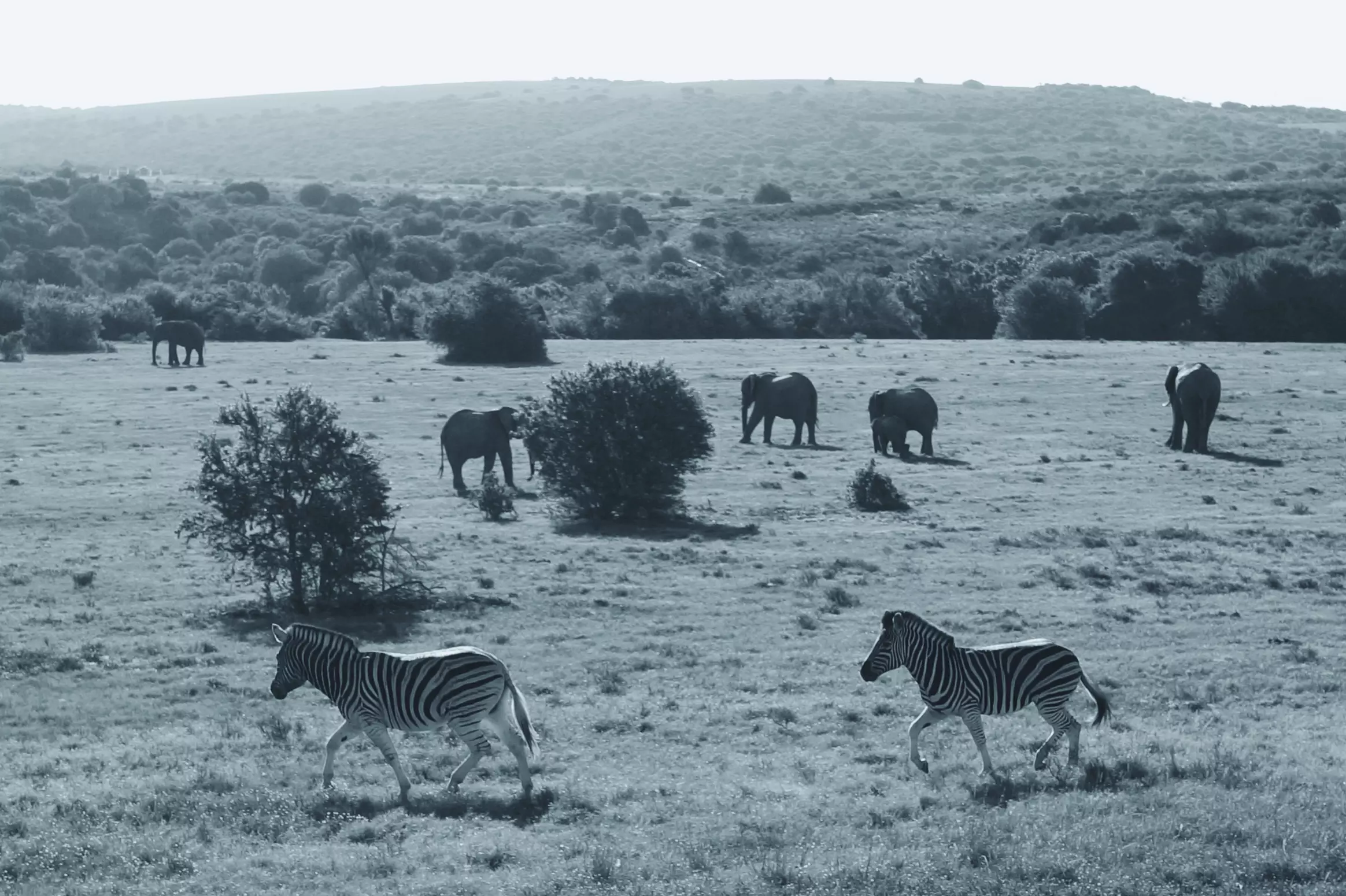 Wandbild (3448) Wildlife präsentiert: Tiere,Aus Afrika