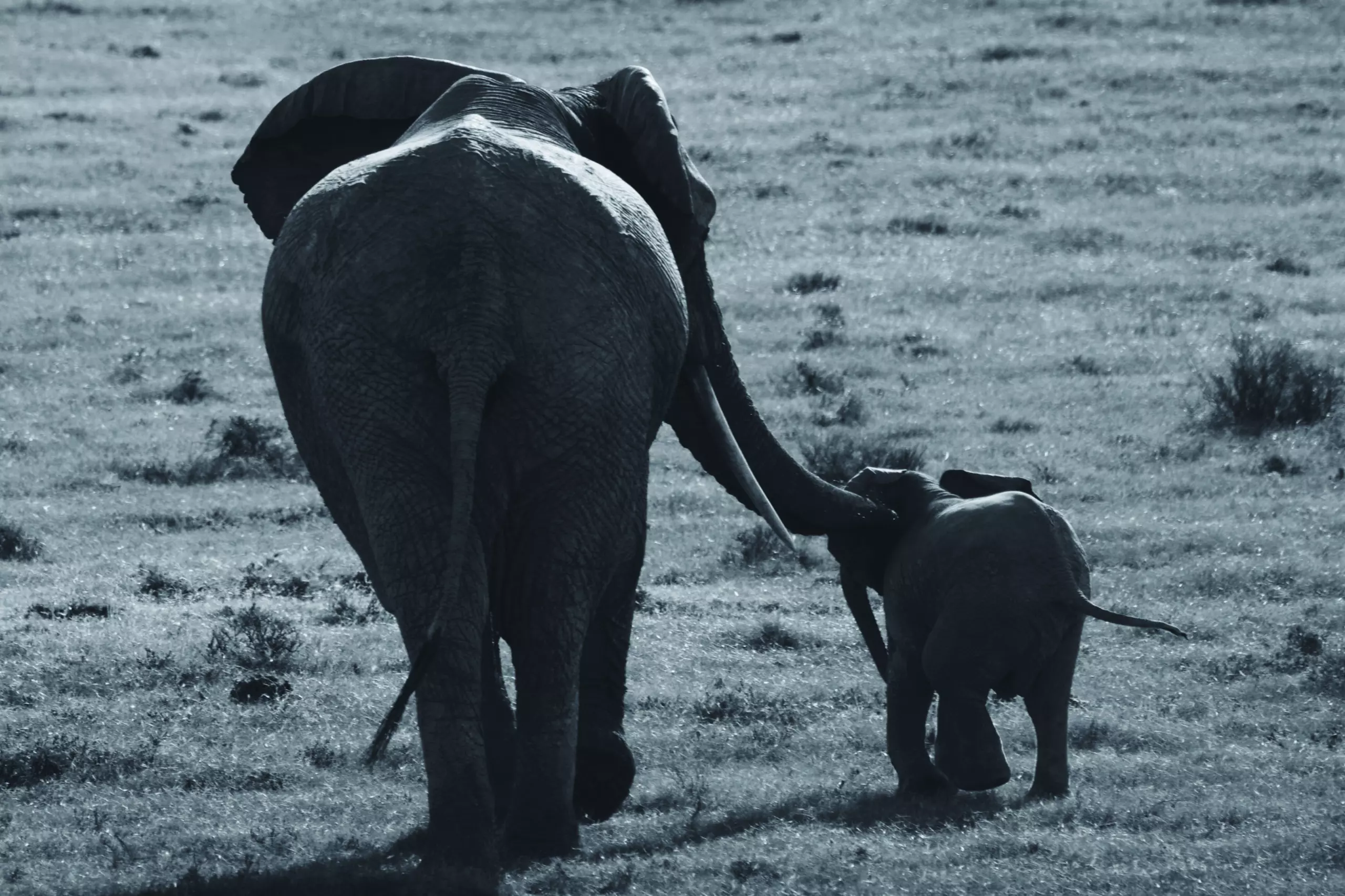 Wandbild (3447) Elephant 15 präsentiert: Tiere,Aus Afrika