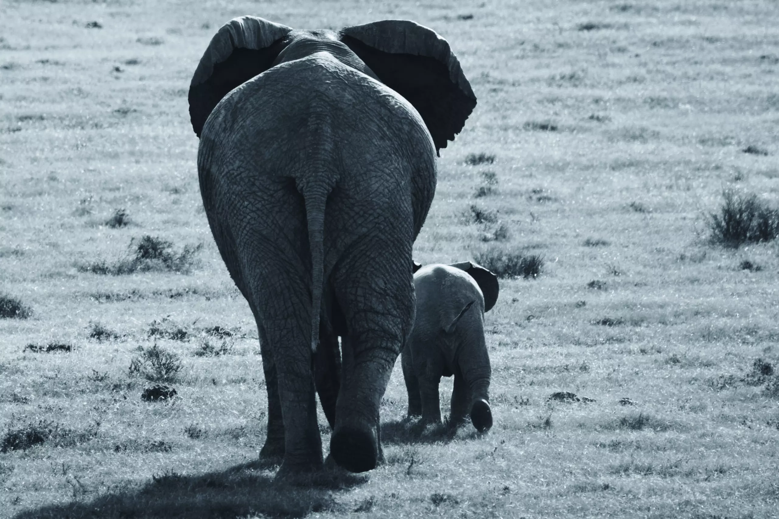Wandbild (3446) Elephant 14 präsentiert: Tiere,Wildtiere,Aus Afrika