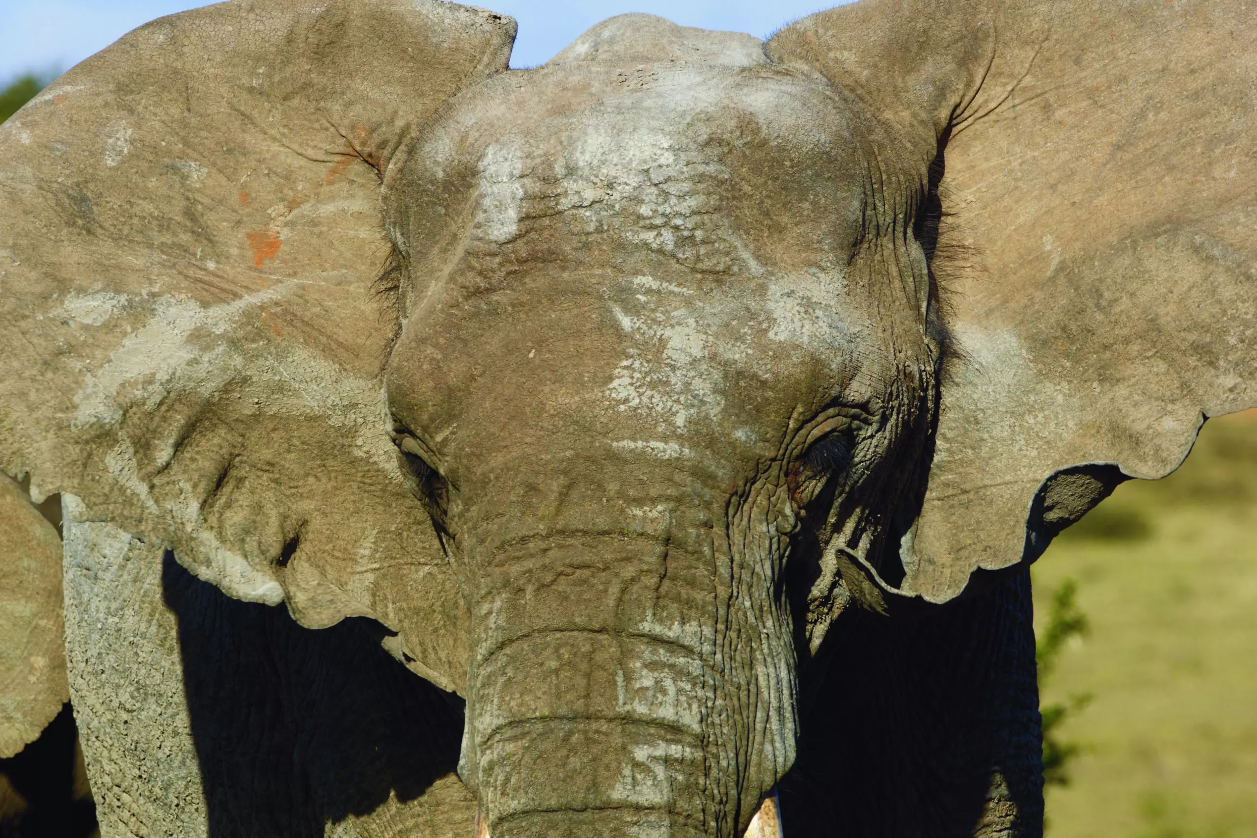 Wandbild (3445) Elephant 13 präsentiert: Tiere,Aus Afrika
