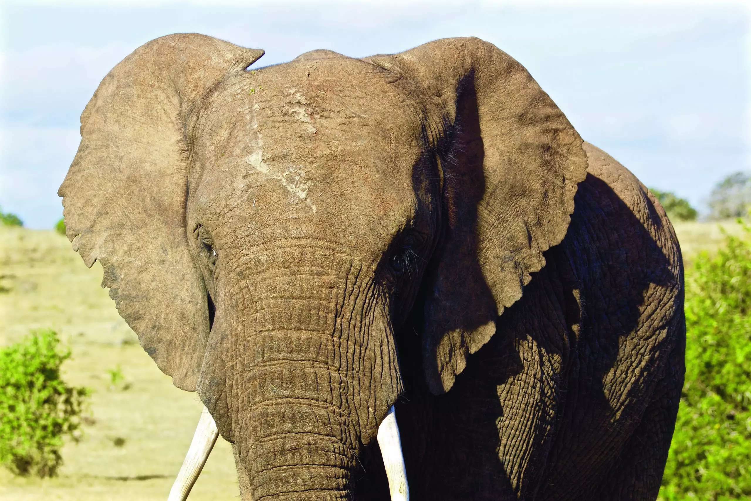 Wandbild (3444) Elephant 12 präsentiert: Tiere,Aus Afrika