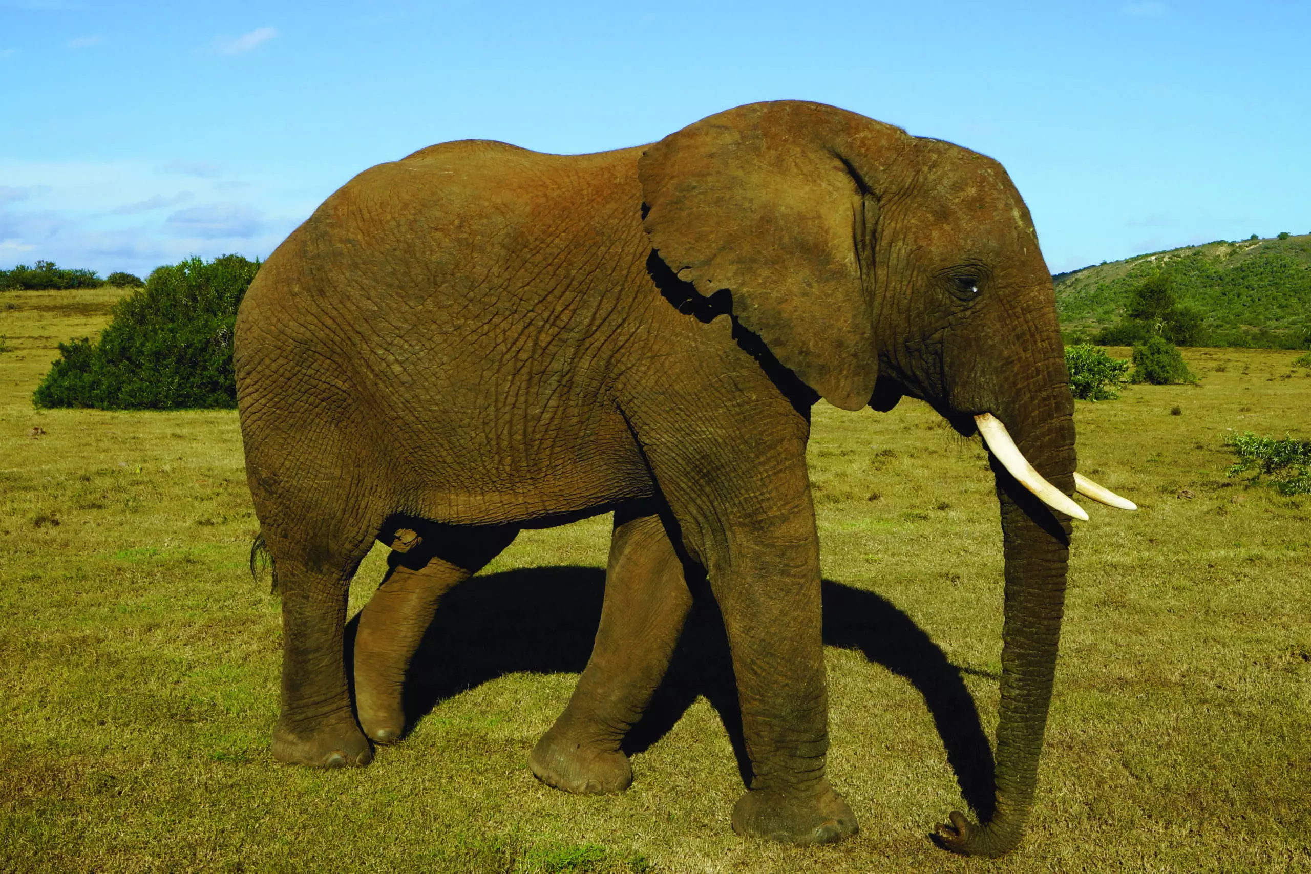 Wandbild (3442) Elephant 10 präsentiert: Tiere,Aus Afrika
