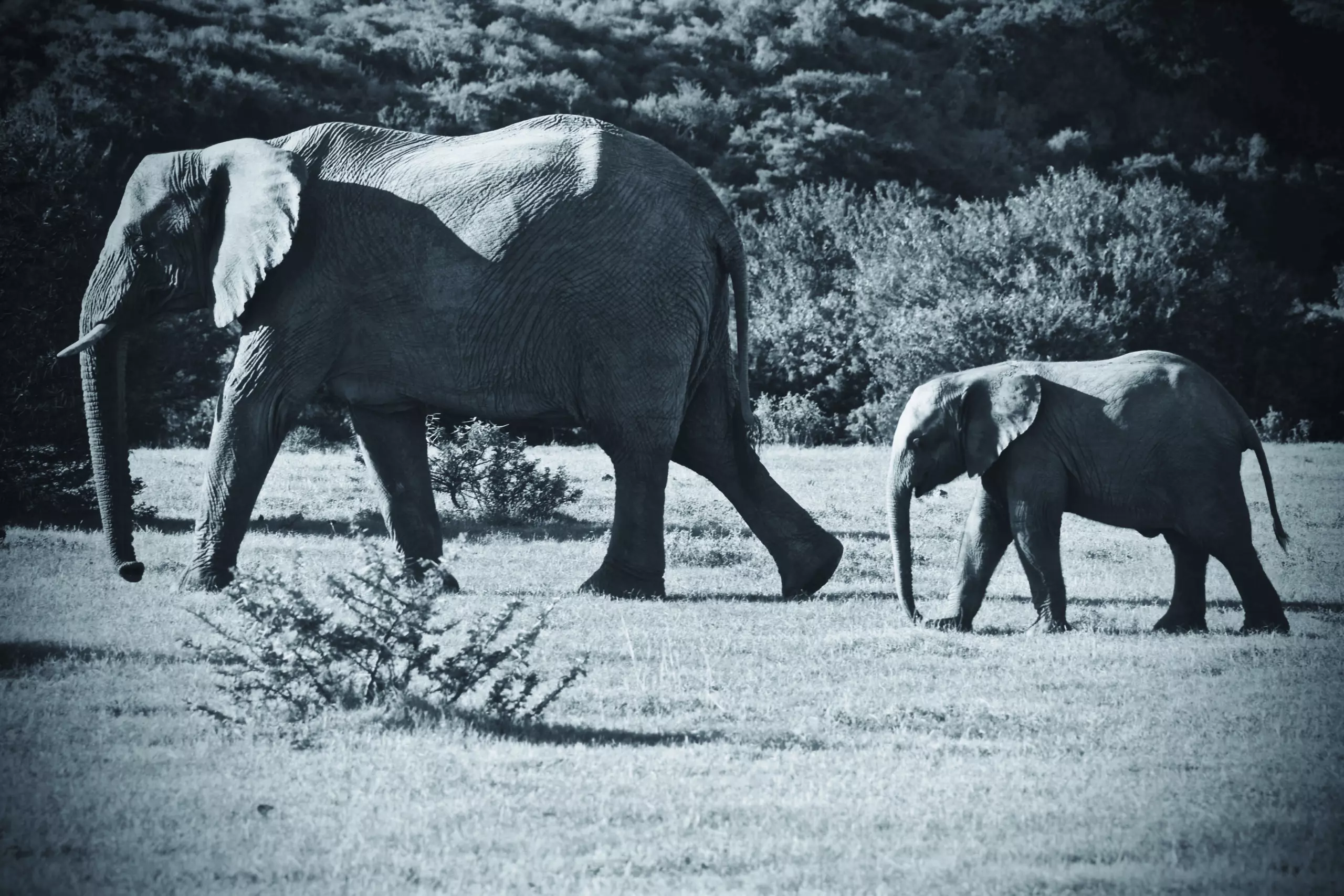 Wandbild (3441) Elephant 9 präsentiert: Tiere,Aus Afrika