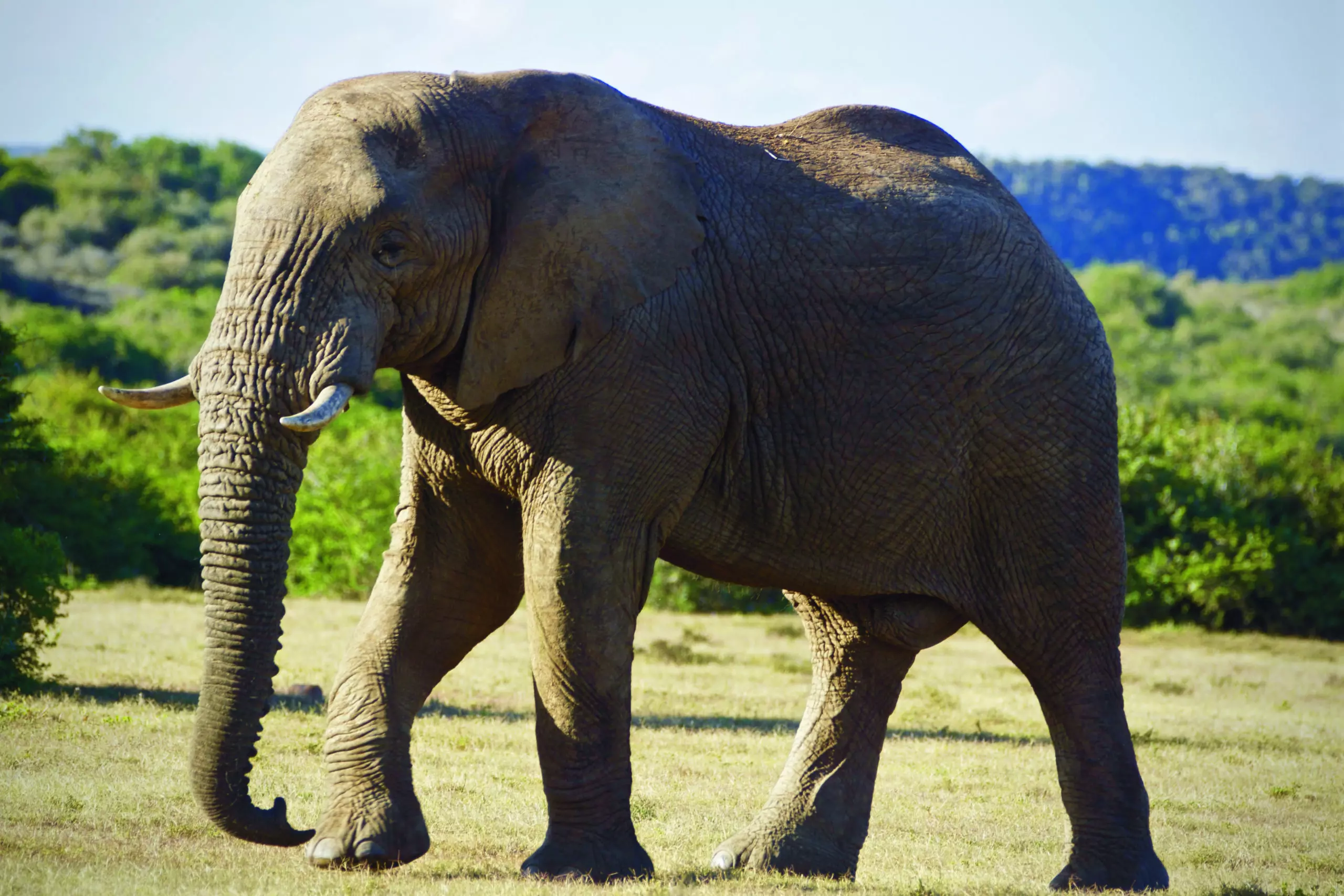 Wandbild (3440) Elephant 8 präsentiert: Tiere,Aus Afrika