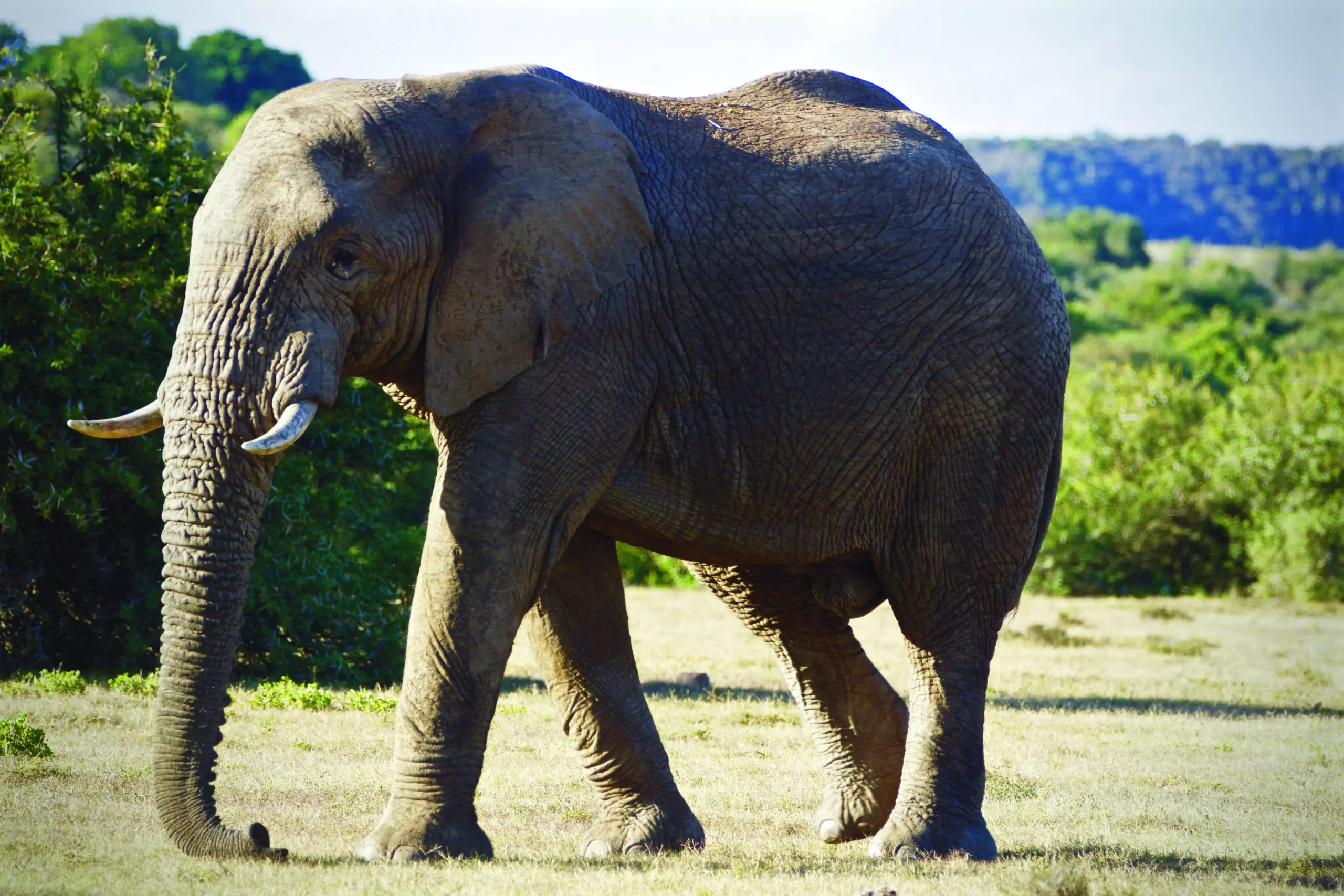 Wandbild (3439) Elephant 7 präsentiert: Tiere,Aus Afrika