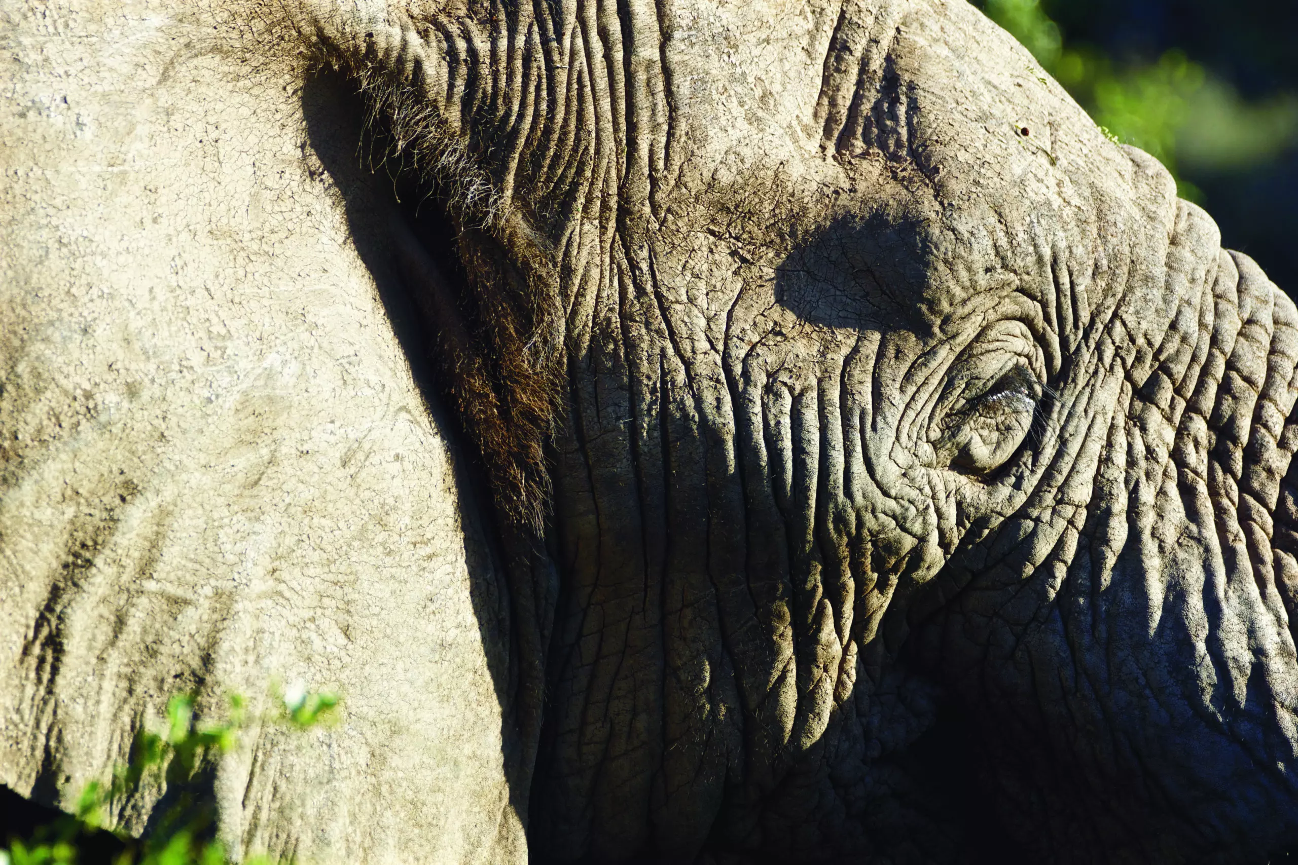Wandbild (3437) Elephant 5 präsentiert: Tiere,Aus Afrika