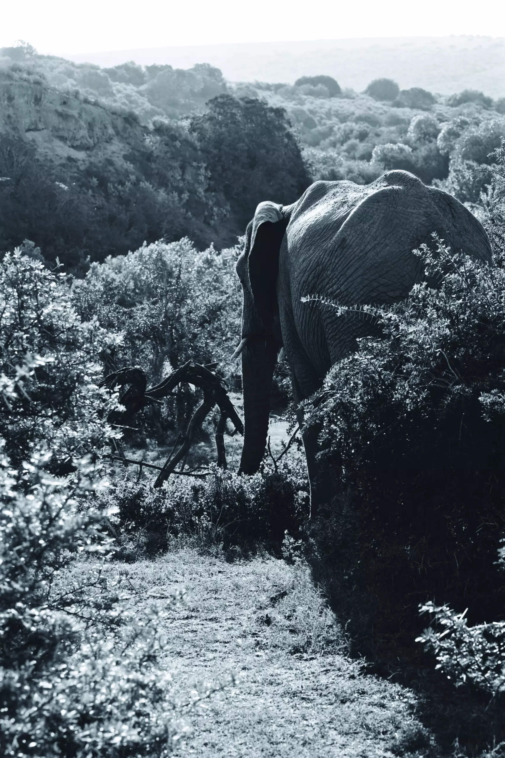 Wandbild (3436) Elephant 4 präsentiert: Tiere,Aus Afrika