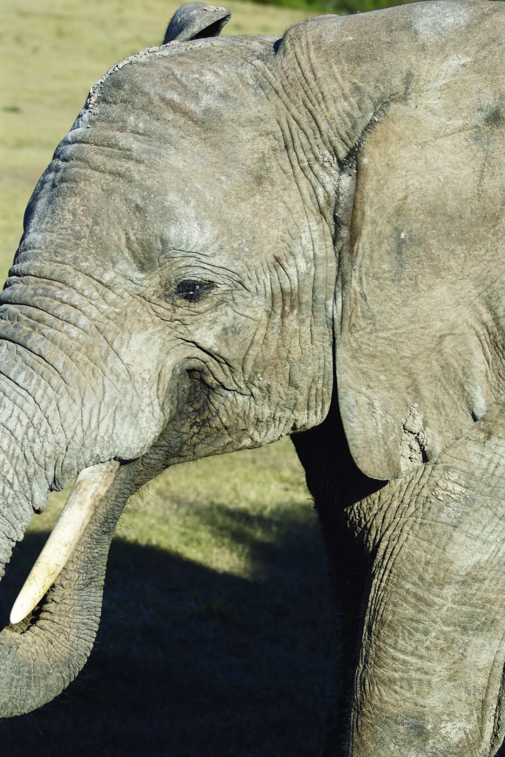 Wandbild (3433) Elephant 2 präsentiert: Tiere,Aus Afrika