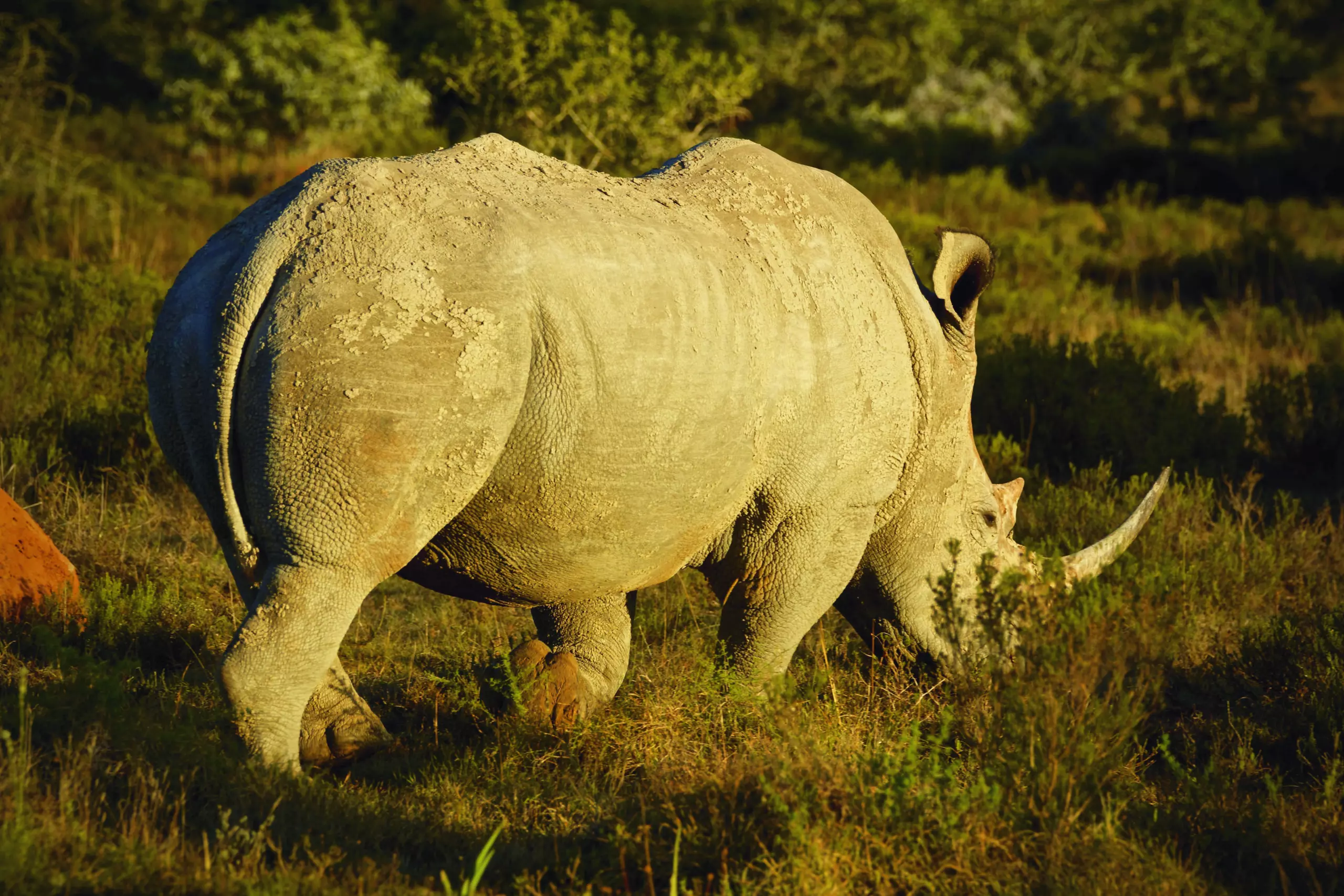 Wandbild (3429) Rhino 2 präsentiert: Tiere,Aus Afrika