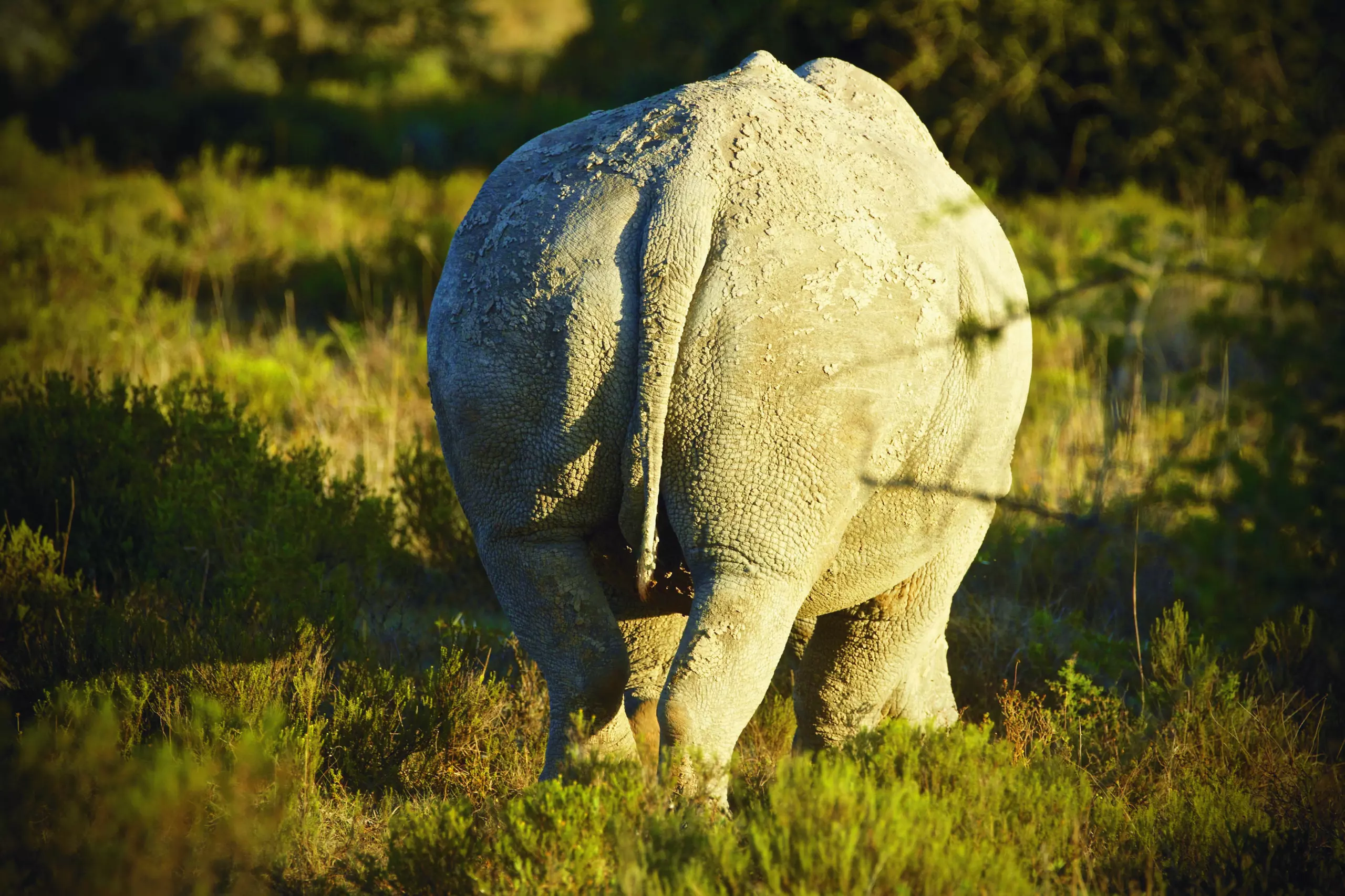 Wandbild (3428) Rhino 1 präsentiert: Tiere,Aus Afrika