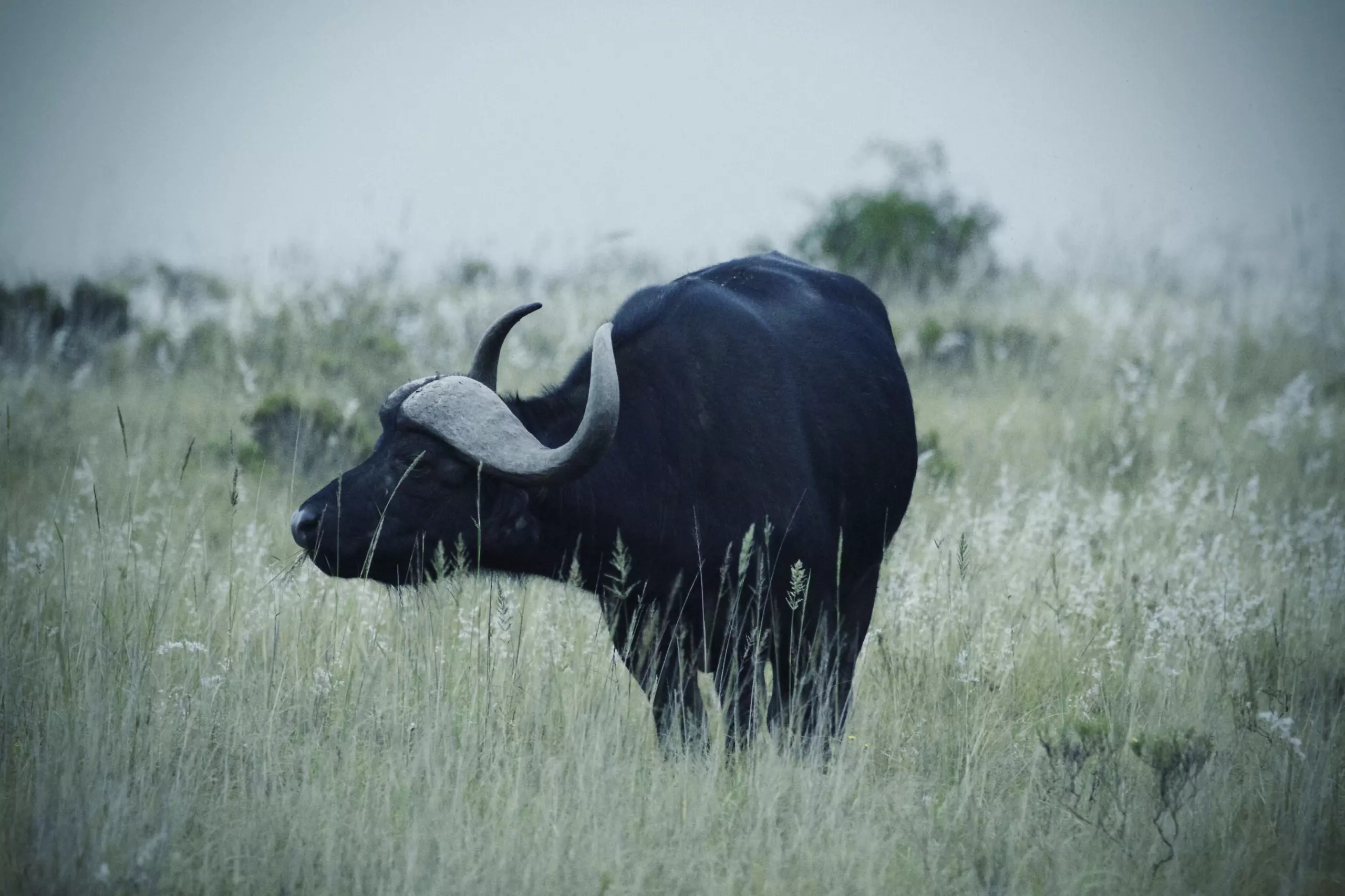 Wandbild (3426) Büffel 3 präsentiert: Tiere,Aus Afrika